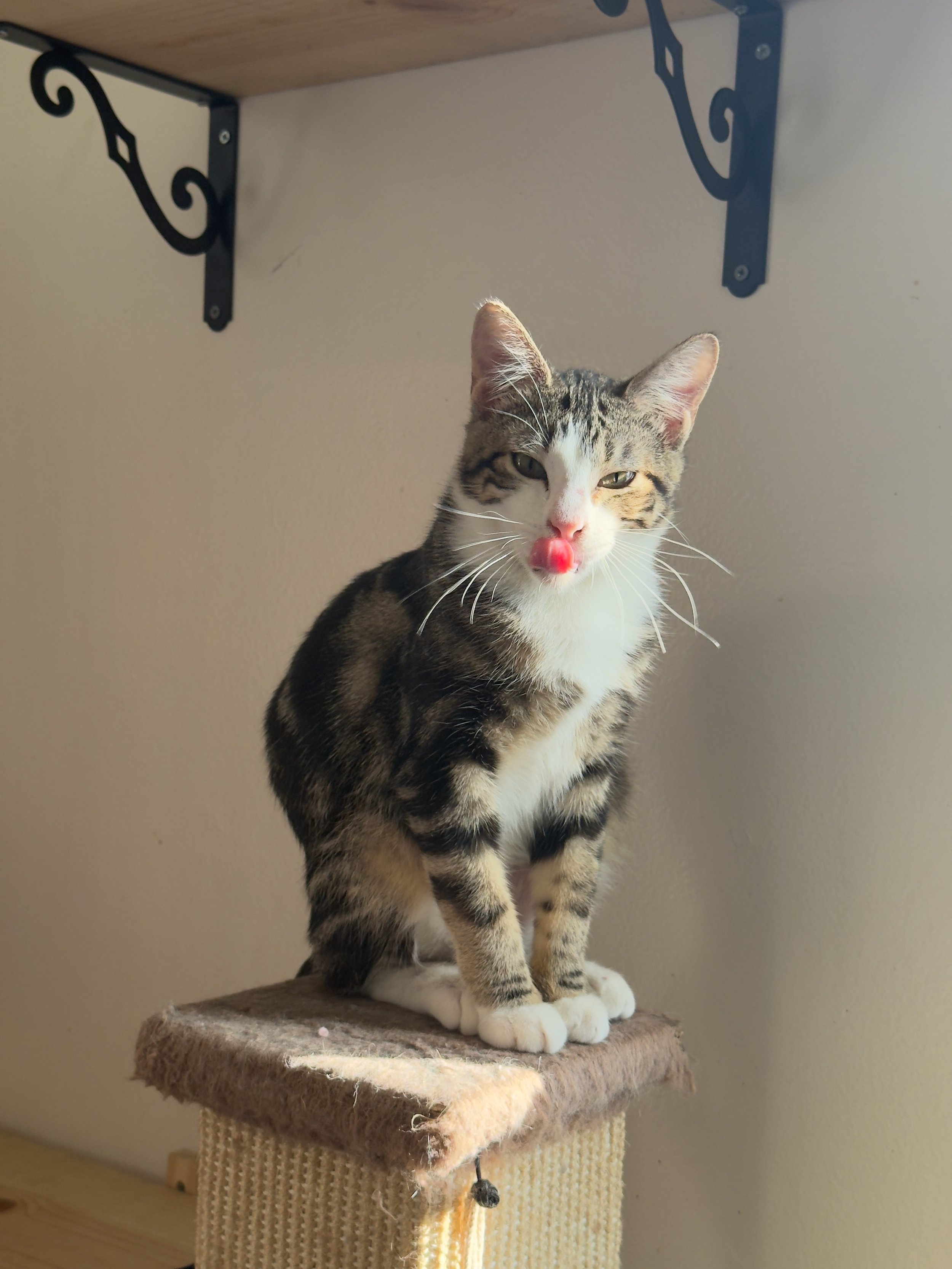 A cat sitting on a scratching post with a beige carpeted top, licking its nose with a pink tongue, against a plain light-colored wall.