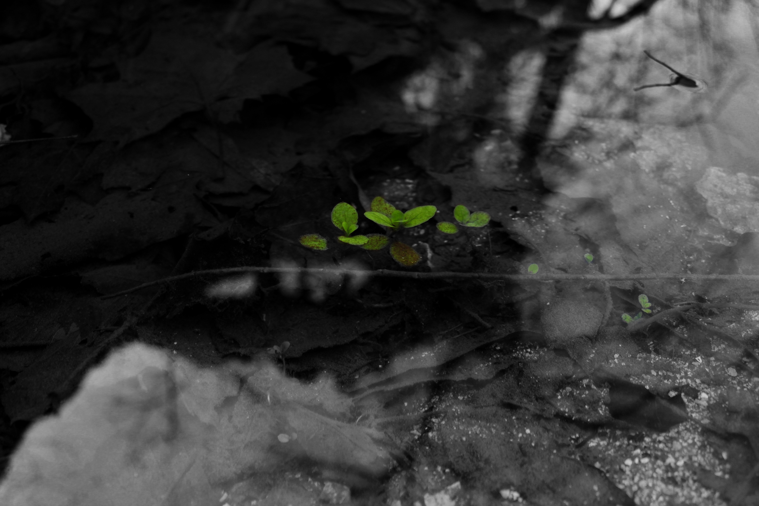 Small green plants growing amidst fallen leaves and debris on the ground, with some sunlight and shadows.
