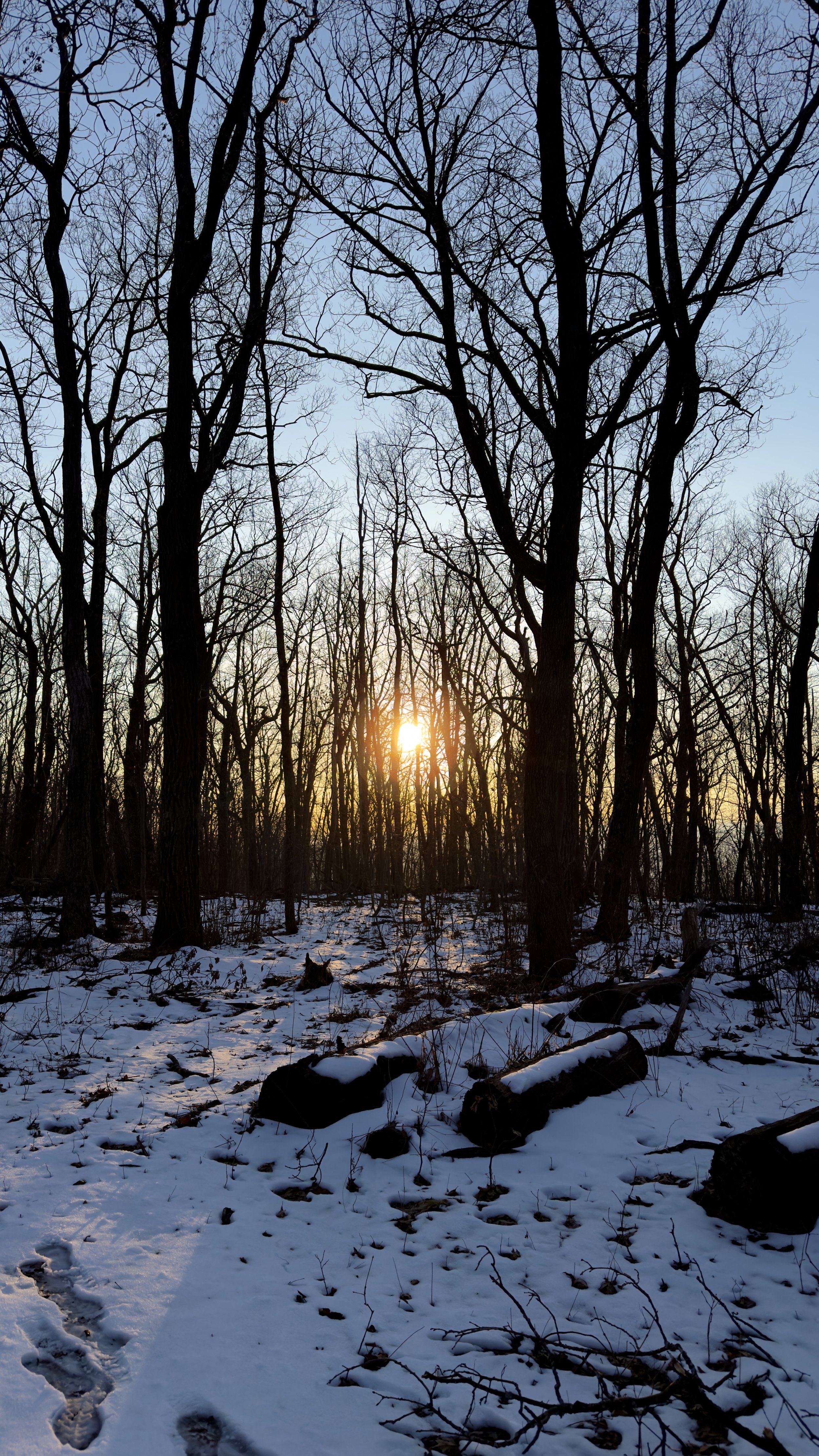 Sun setting over a snowy forest with bare trees and fallen logs in State College, PA.