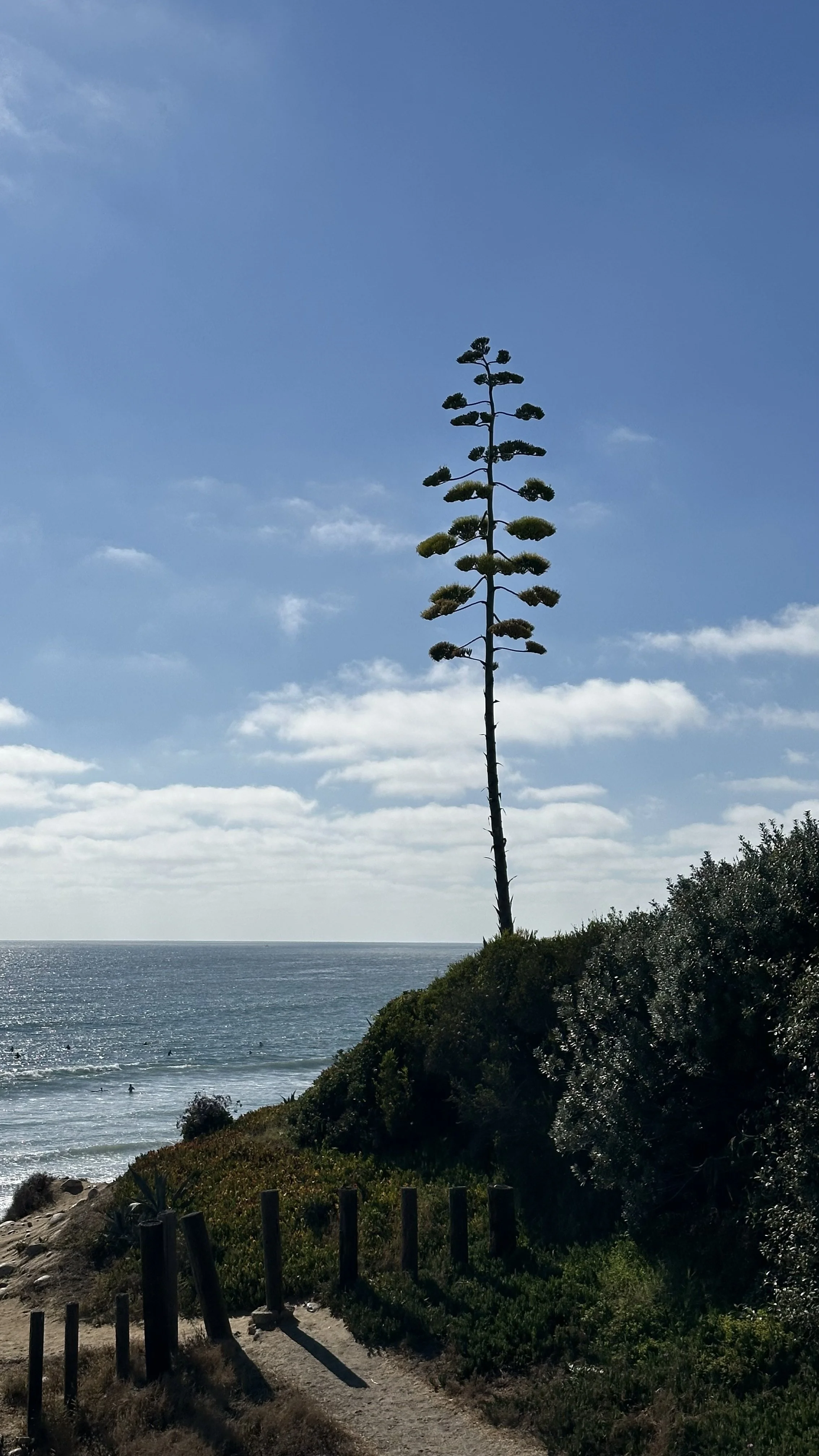 Tall, slender desert plant with umbrella-shaped branches on a hillside near the ocean, blue sky with scattered clouds in the background.