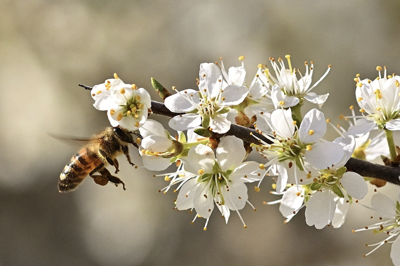 Honey Flow in Wisconsin