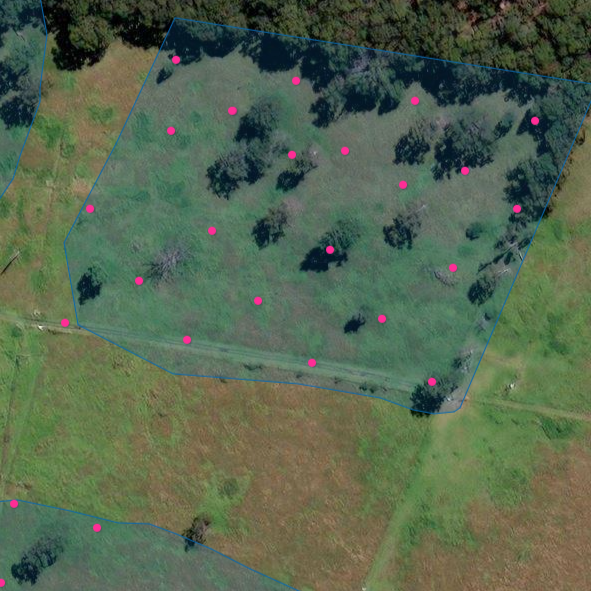 Aerial view of a grassy area with scattered trees, outlined in blue, and pink dots marking specific points within the outline.