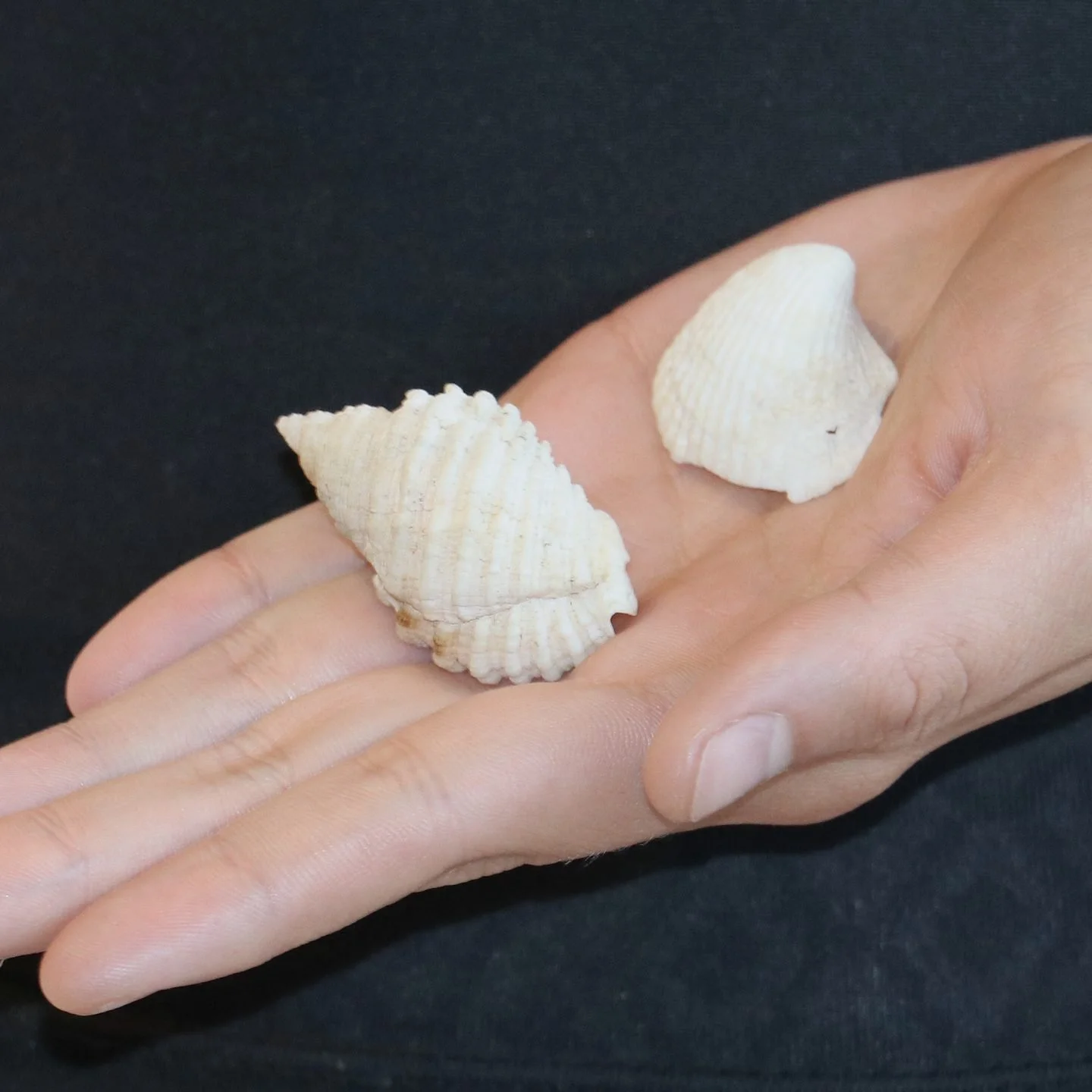 A person's hand holding two white seashells against a black background.