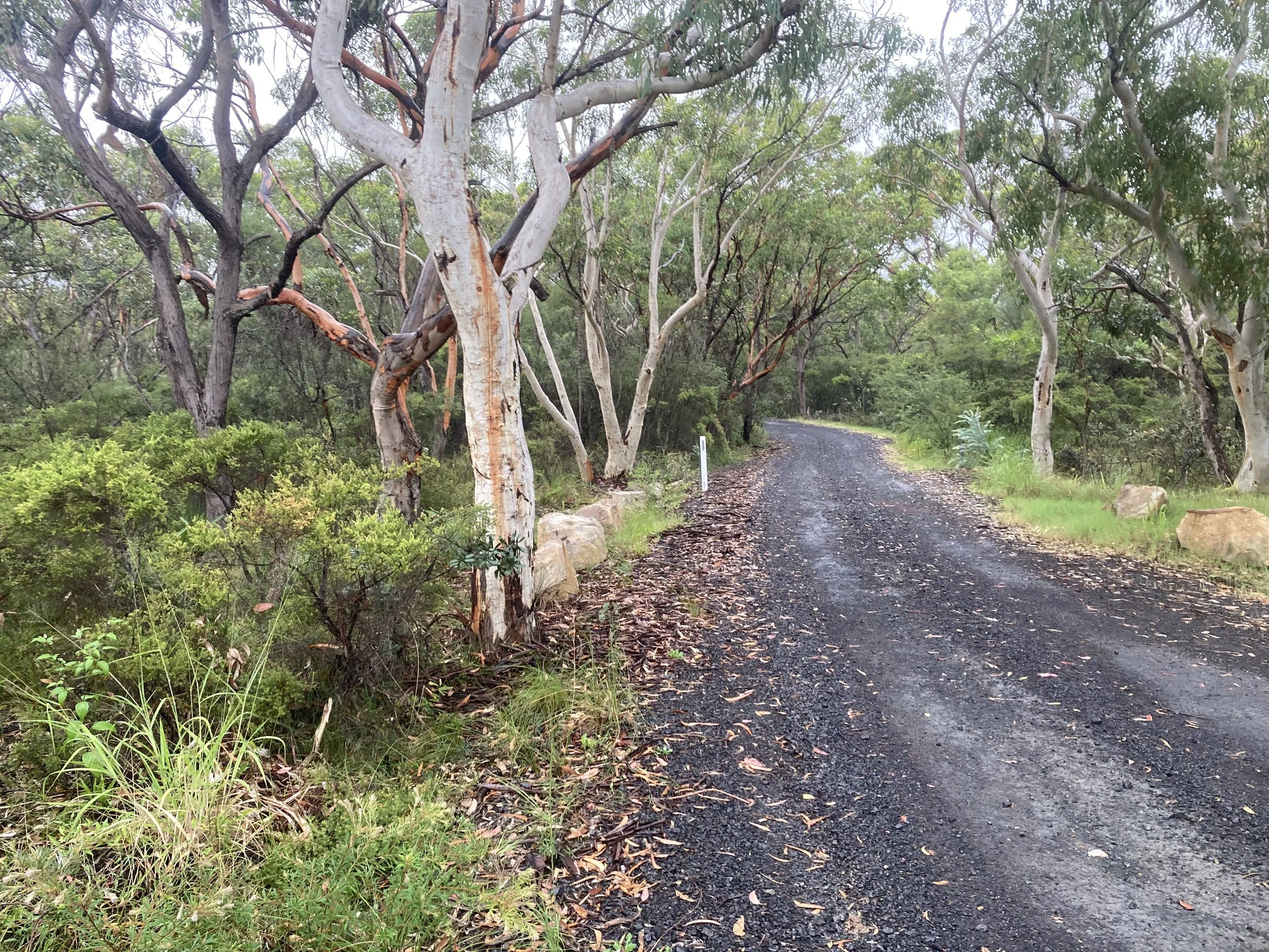 A dirt trail surrounded by trees and green foliage on both sides.