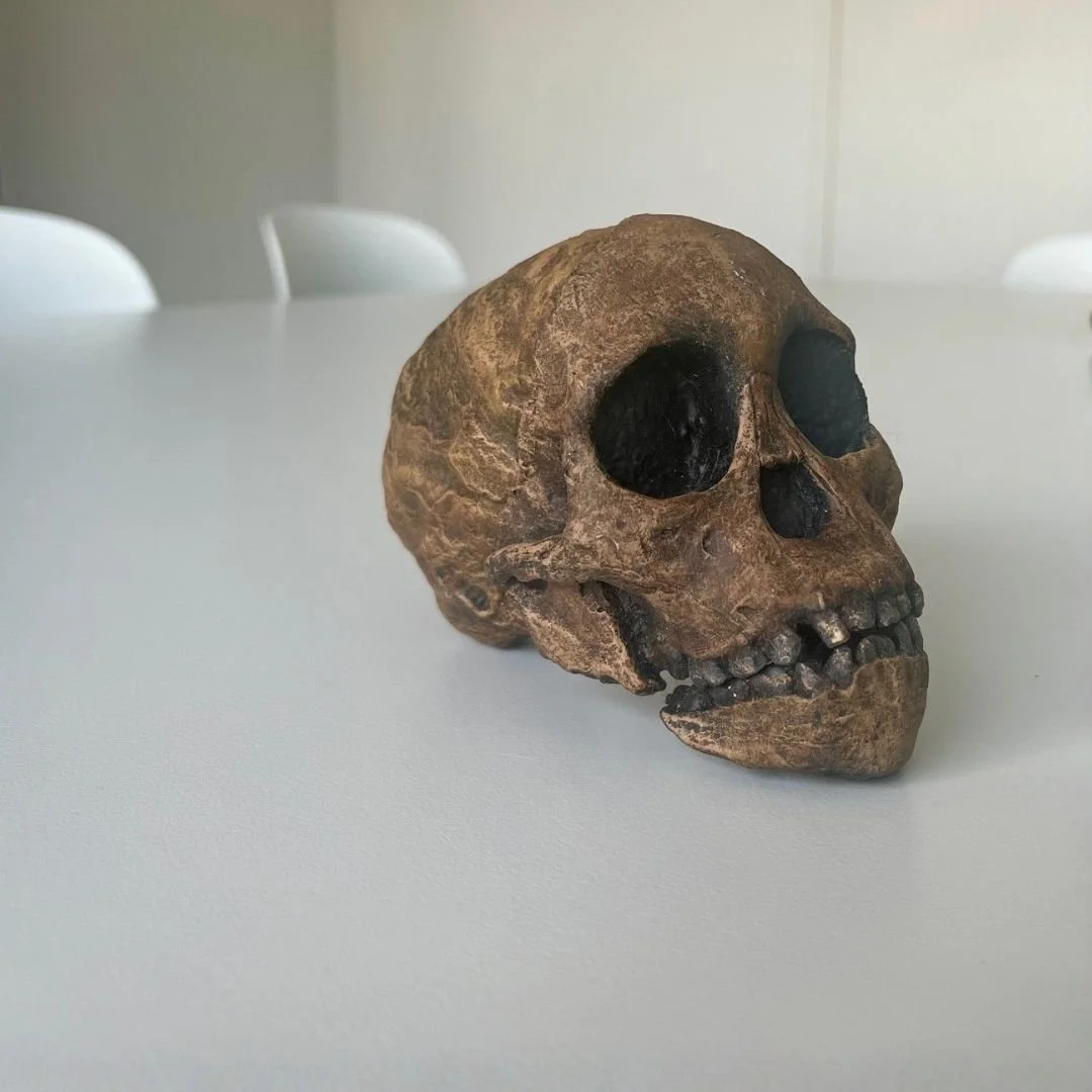 A human skull model on a white table in a room with white chairs in the background.