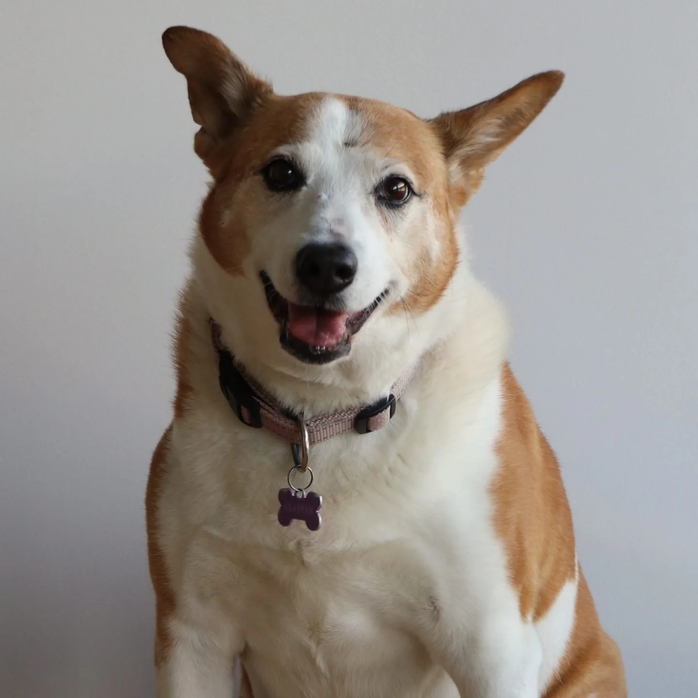 A happy dog with a brown and white coat, one ear flopped and the other upright, wearing a pink collar with a purple bone-shaped tag, sitting in front of a plain light-colored wall.
