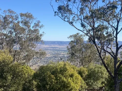 A scenic view of a valley seen through tall trees on a hillside, with a clear blue sky above.