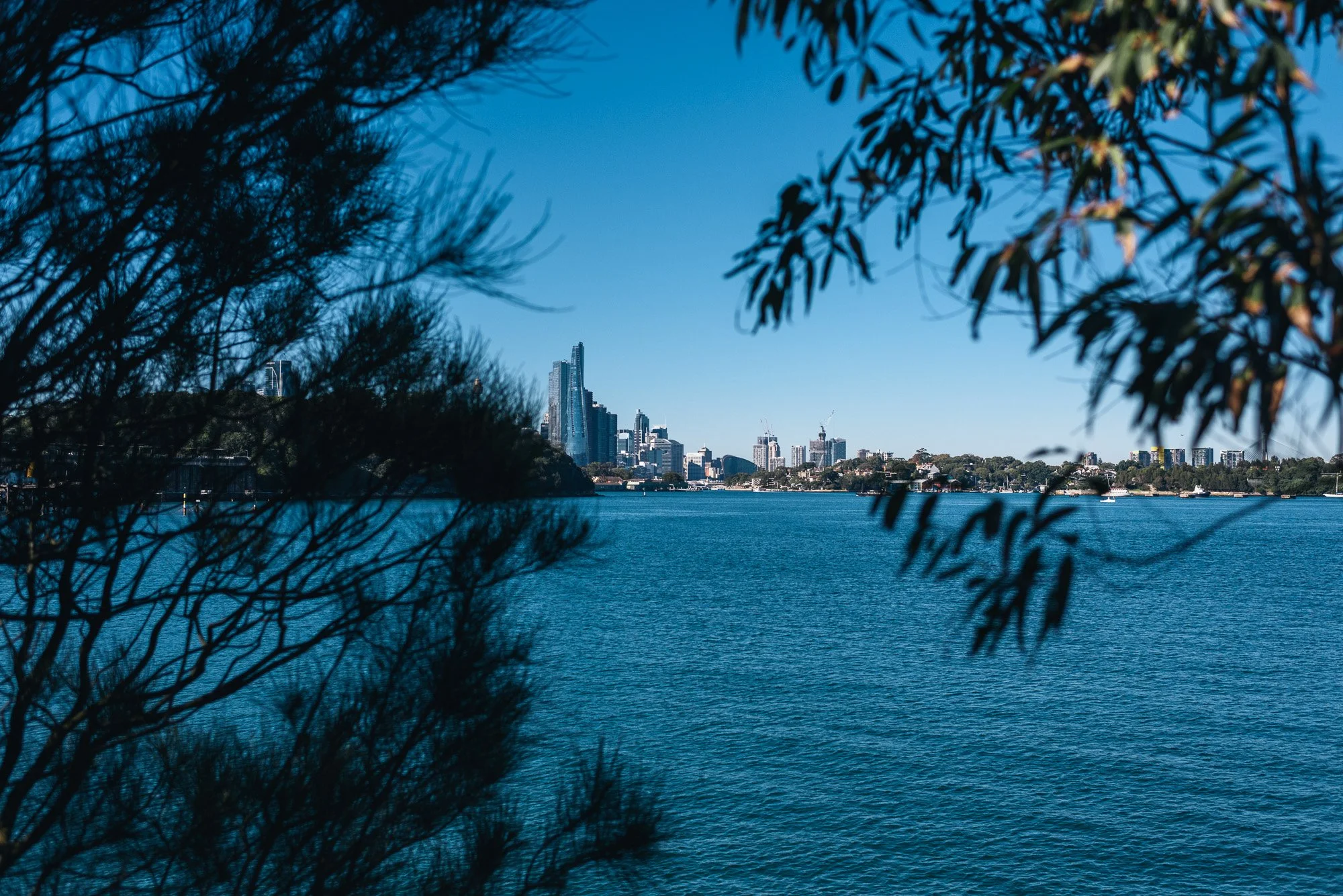 A city skyline across a river, partially framed by trees and foliage in the foreground against a clear blue sky.