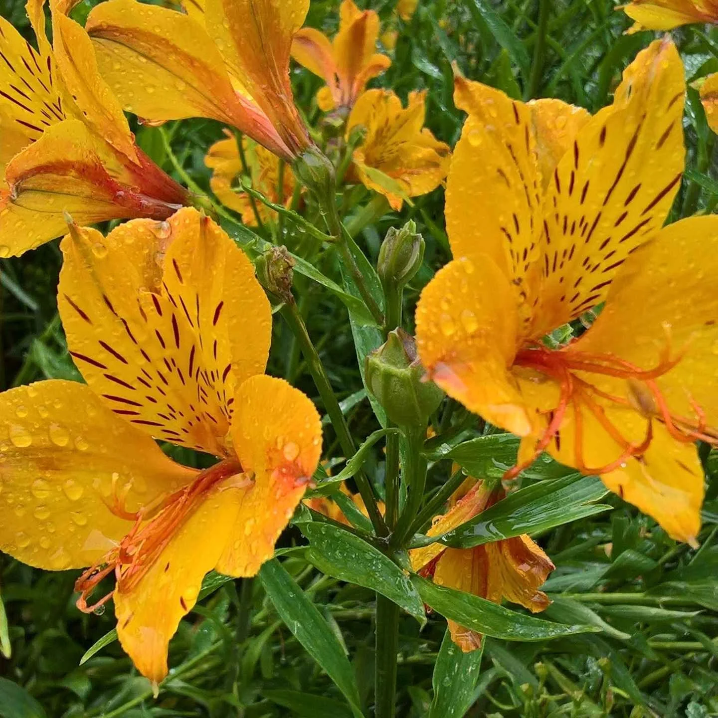 Close-up of bright yellow flowers with red markings, covered in water droplets, surrounded by green leaves.