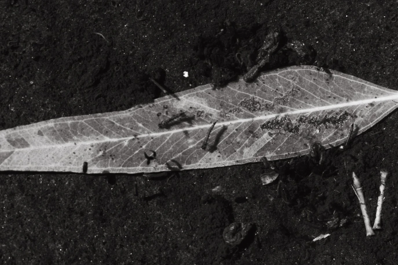 A black and white photo of a fallen leaf on dark soil, with small worms or larva crawling on and around it.
