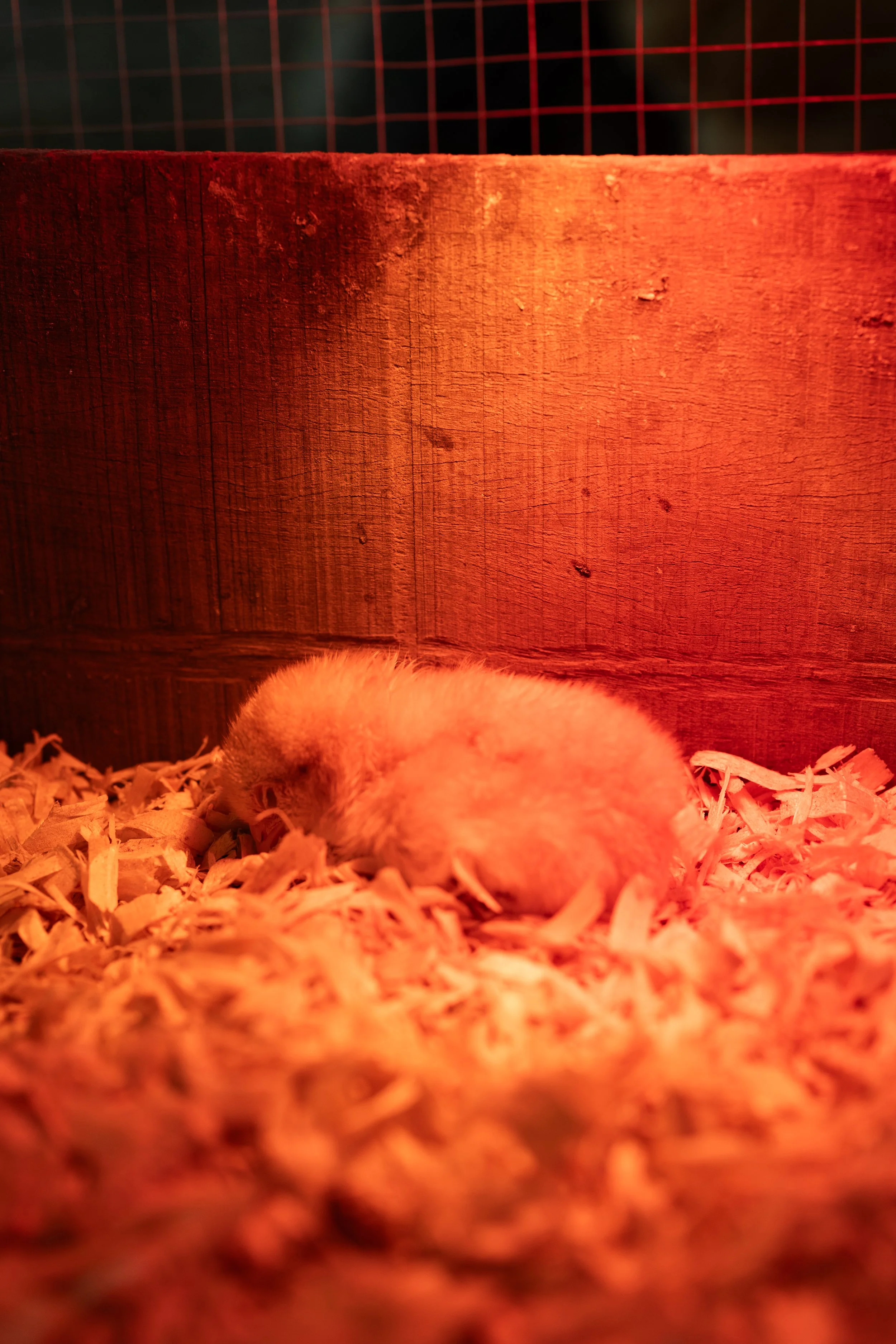 A small yellow chick resting on wood shavings inside a wooden enclosure with a red heat lamp overhead.