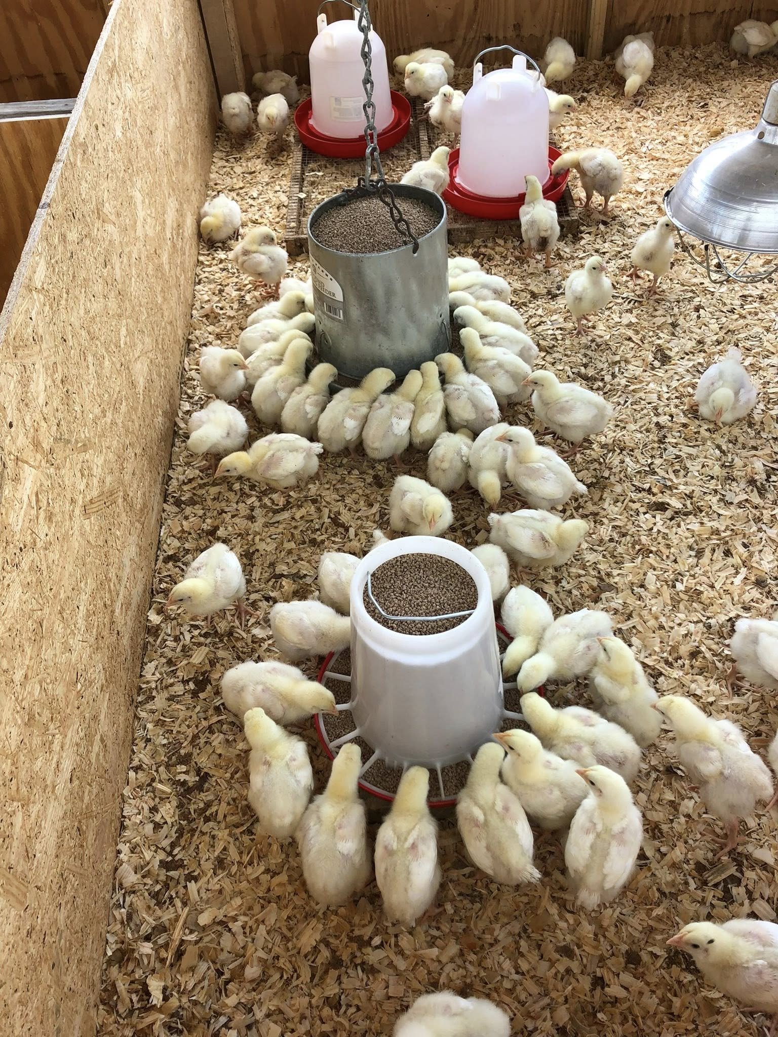 chicks brooder.jpg
