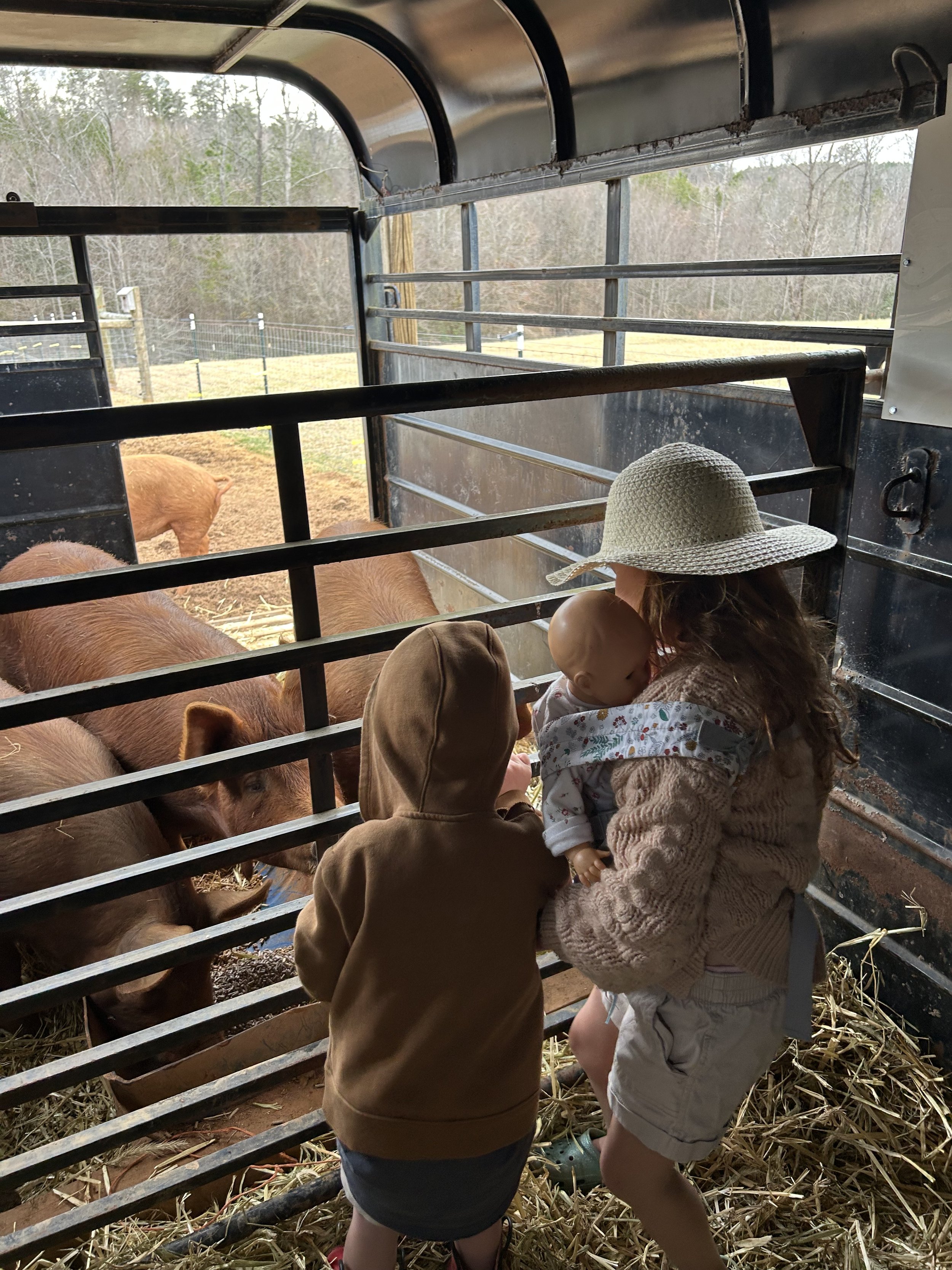 Getting the pigs used to the trailer for a low-stress transfer!