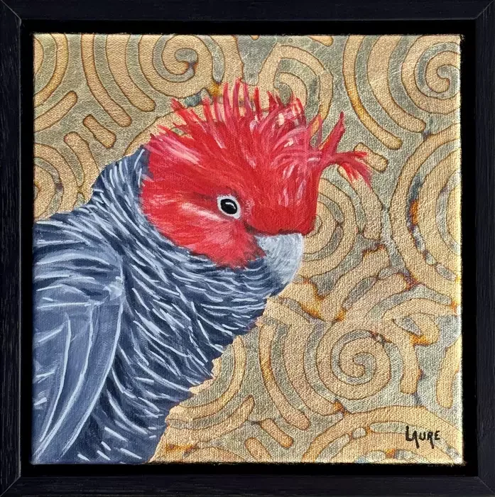 Gang-gang Cockatoo