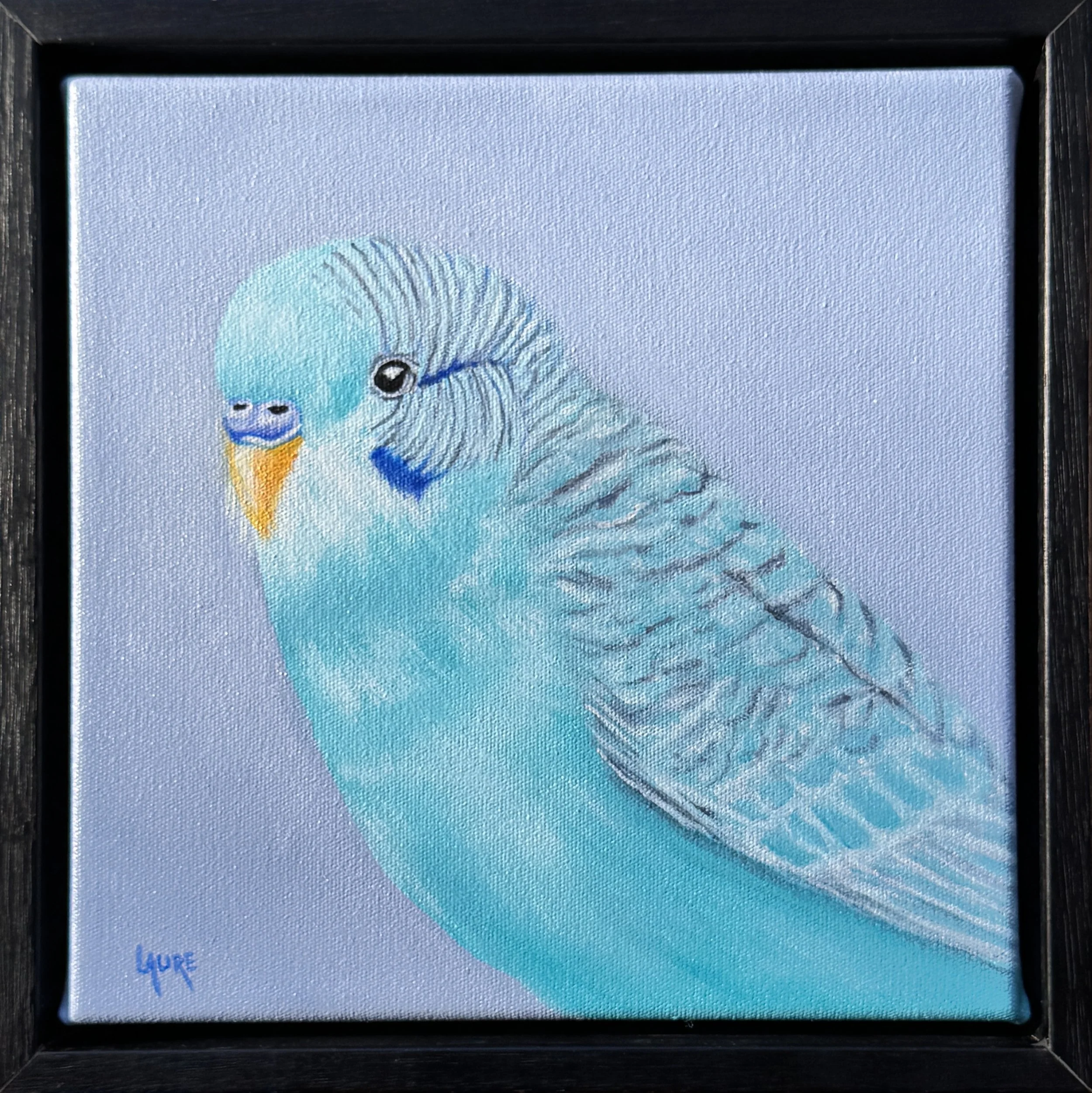 Bugdgie in lavender light