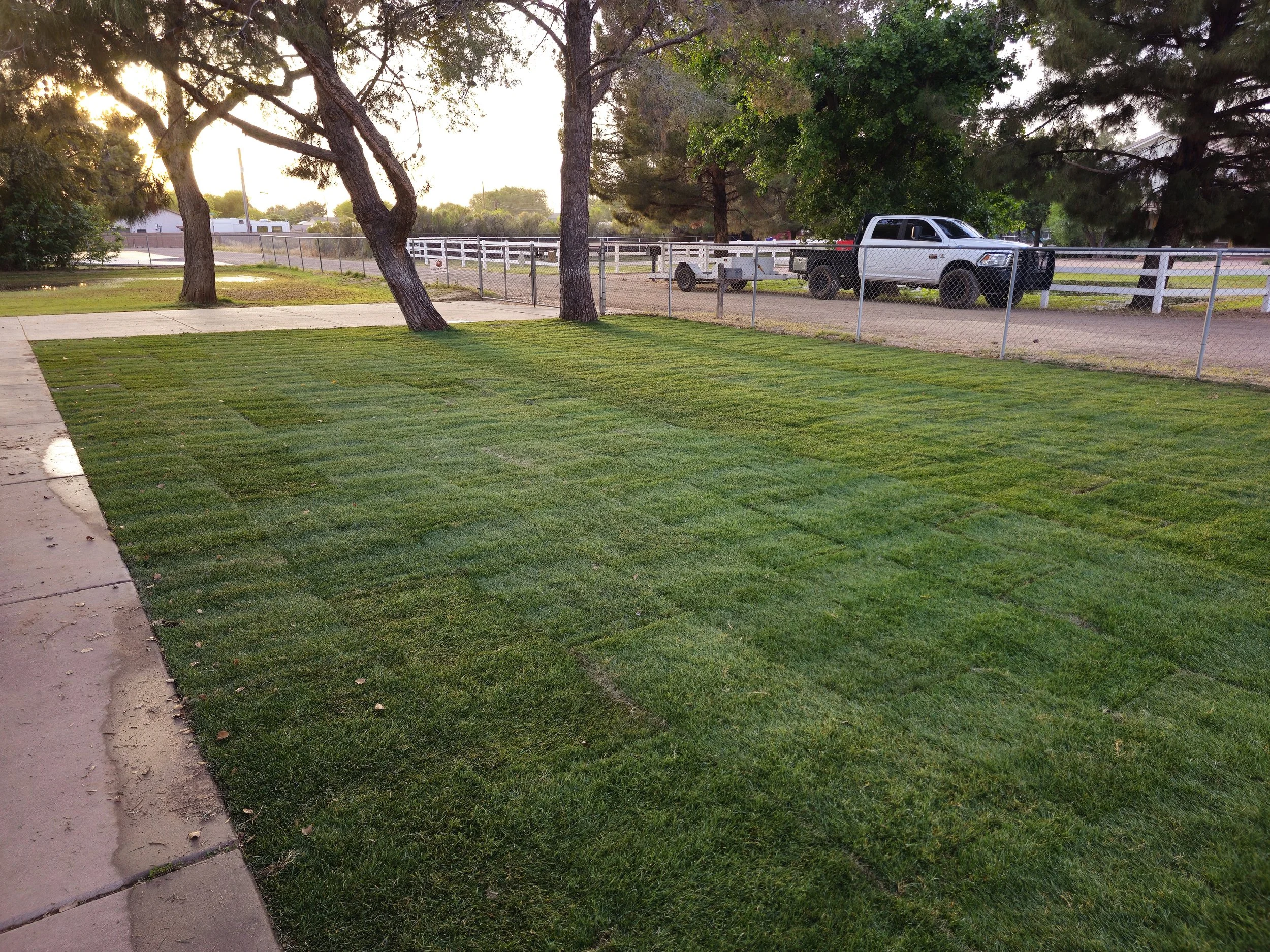 Sod Natural Grass