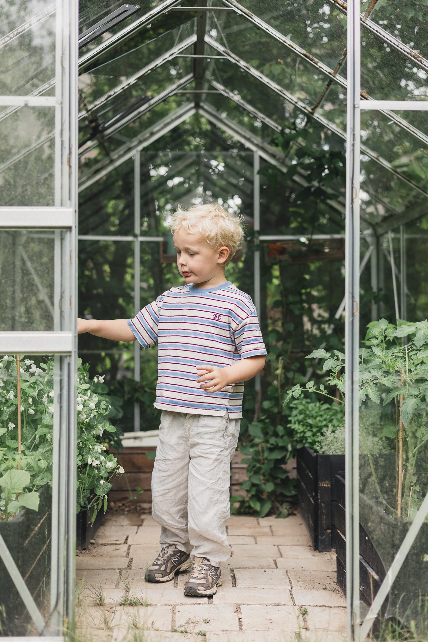 En dreng med lyse krøllede hår i en striped t-shirt og beige bukser står i en drivhus omgivet af grønne planter og tomatplanter. Han ser ud til at inspicere eller tage noget i drivhuset.
