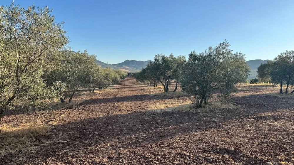 A dry, arid farmland with rows of olive trees under a clear blue sky, with mountains in the background.