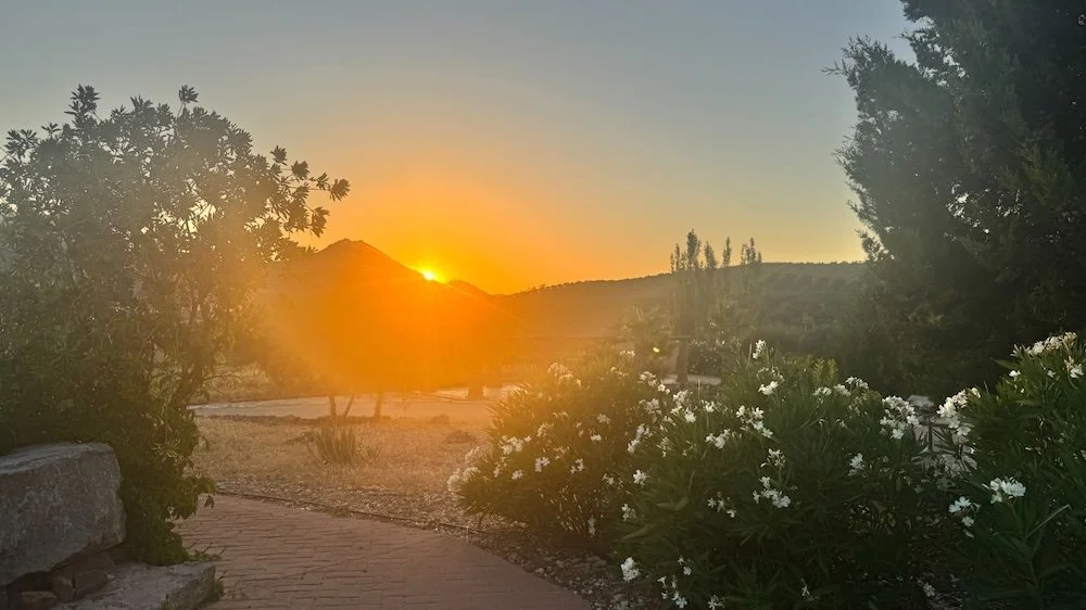 Sunset over mountains with trees and flower bushes in the foreground.
