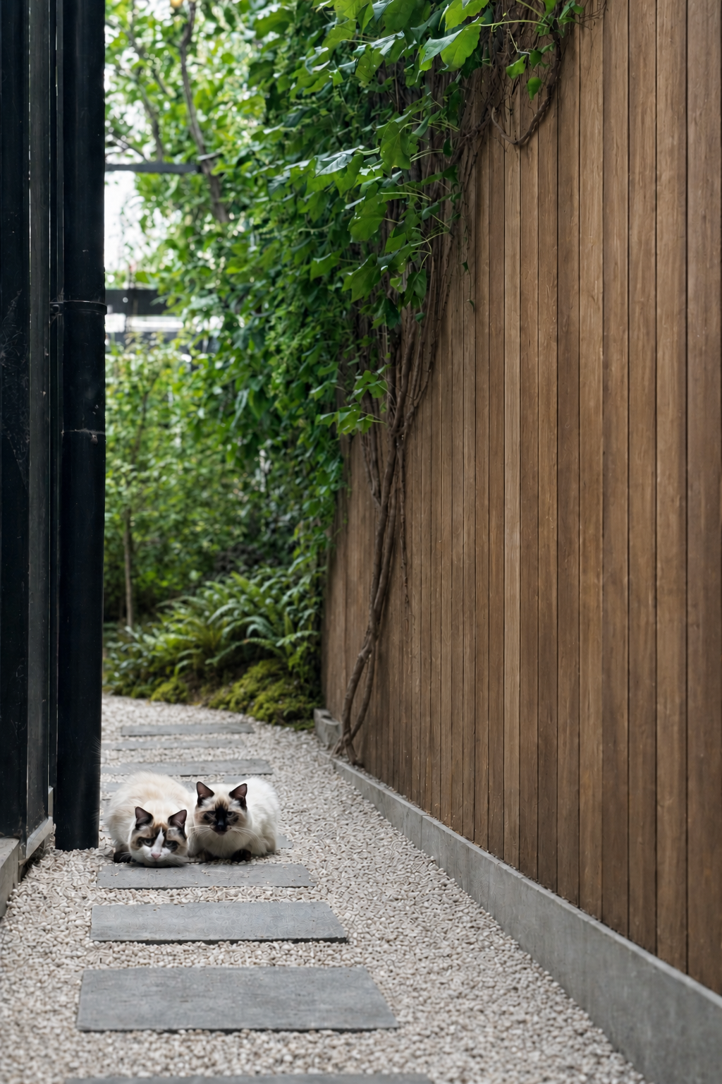 Landscaped side passage with vertical timber cladding at a Northcote home extension designed and built by Box Domus