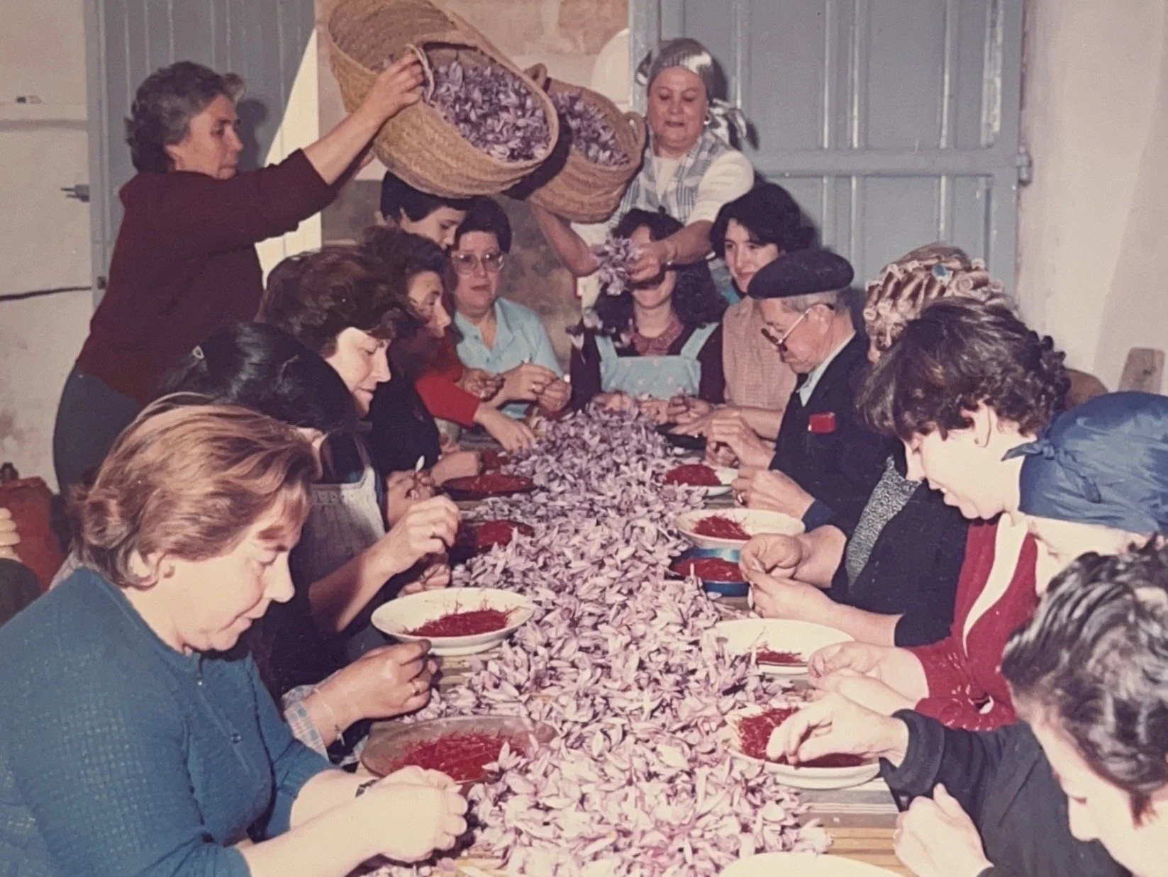 Groupe de femmes et un homme réunis autour d'une longue table. Une femme verse des pistils de safran dans un grand récipient, une autre disperse des fleurs de crocus, et plusieurs autres participent à la tâche dans une atmosphère collaborative.