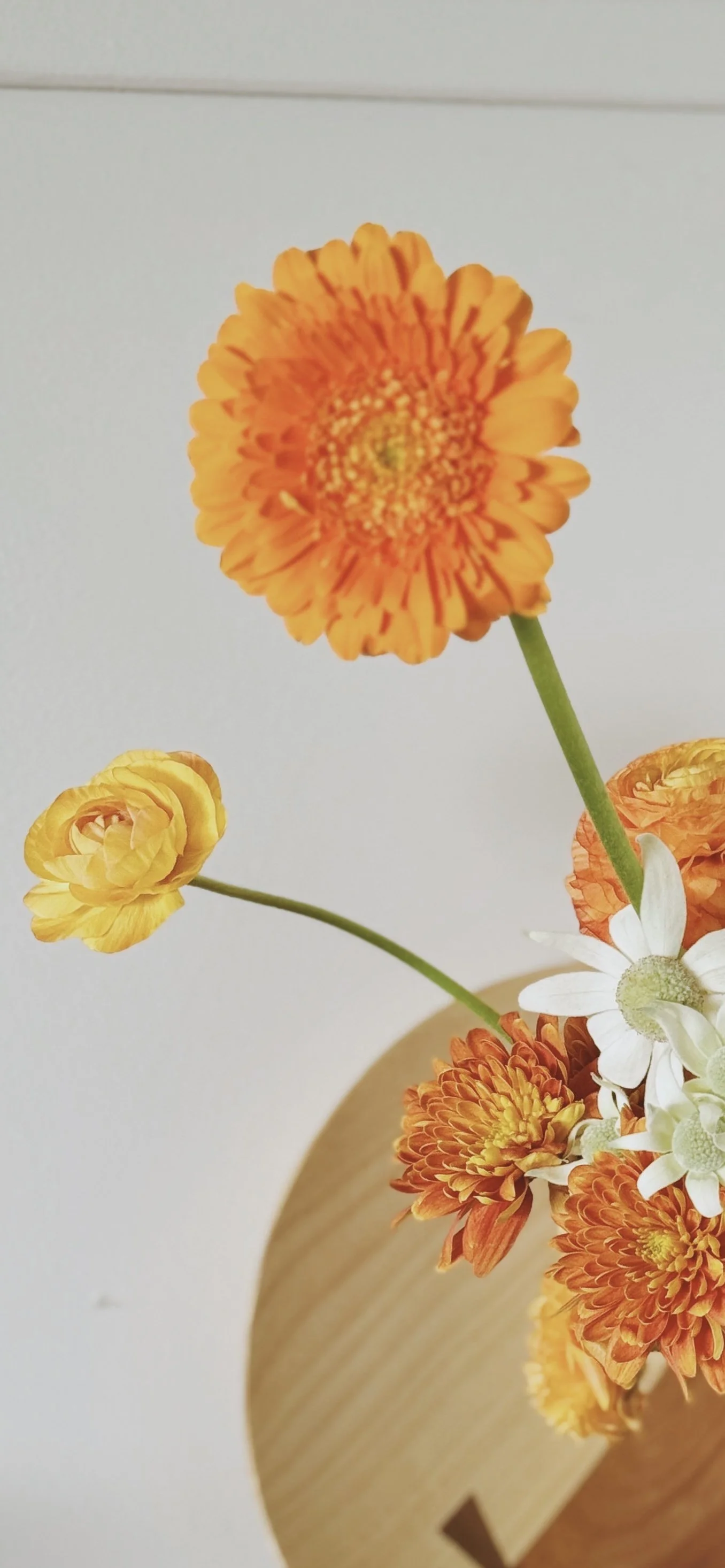 Dual Studio Abstract Flowers