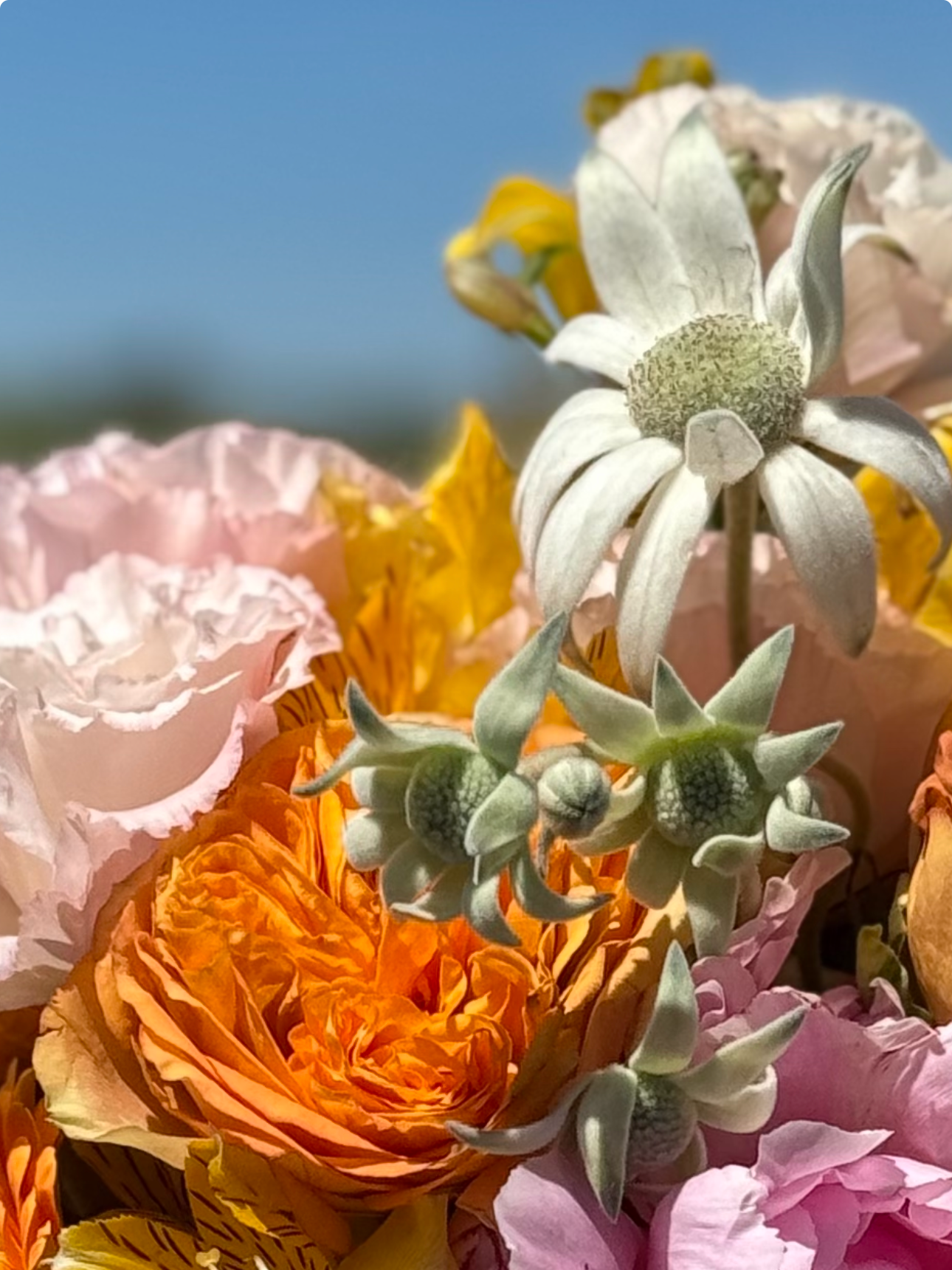 Dual Studio Flowers Pink Orange