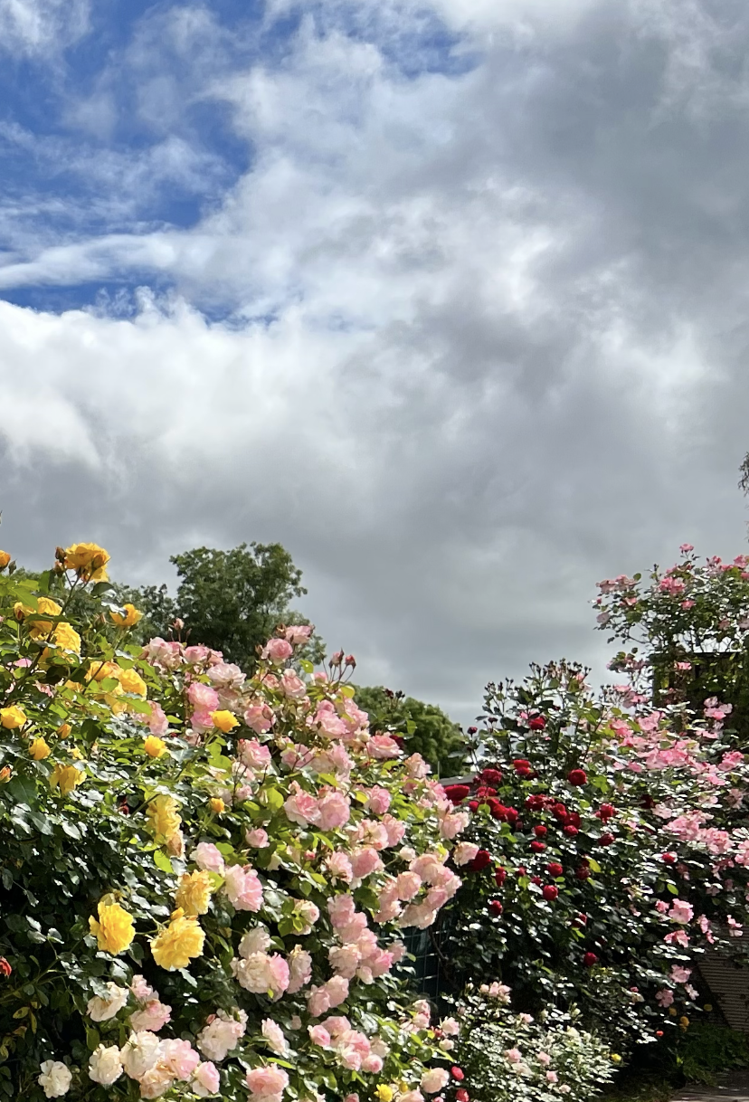 Dual Studio Rose Garden