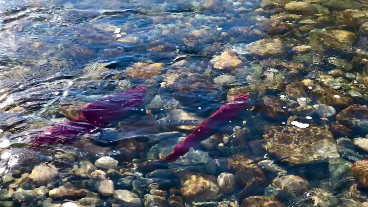 salmon_pexels_25951216_still_720p.jpg