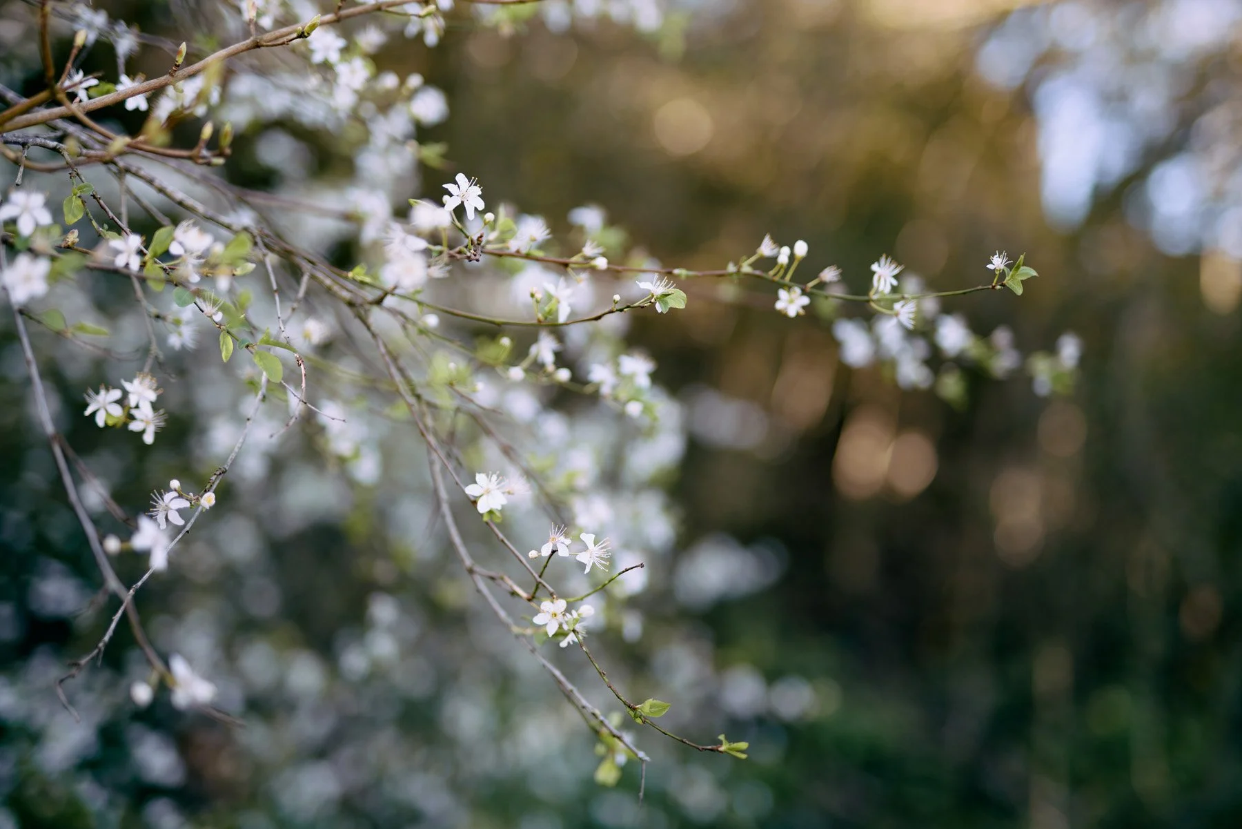 Blossom gently emerging on a branch, representing hope and gentle transition in grief and loss therapy.