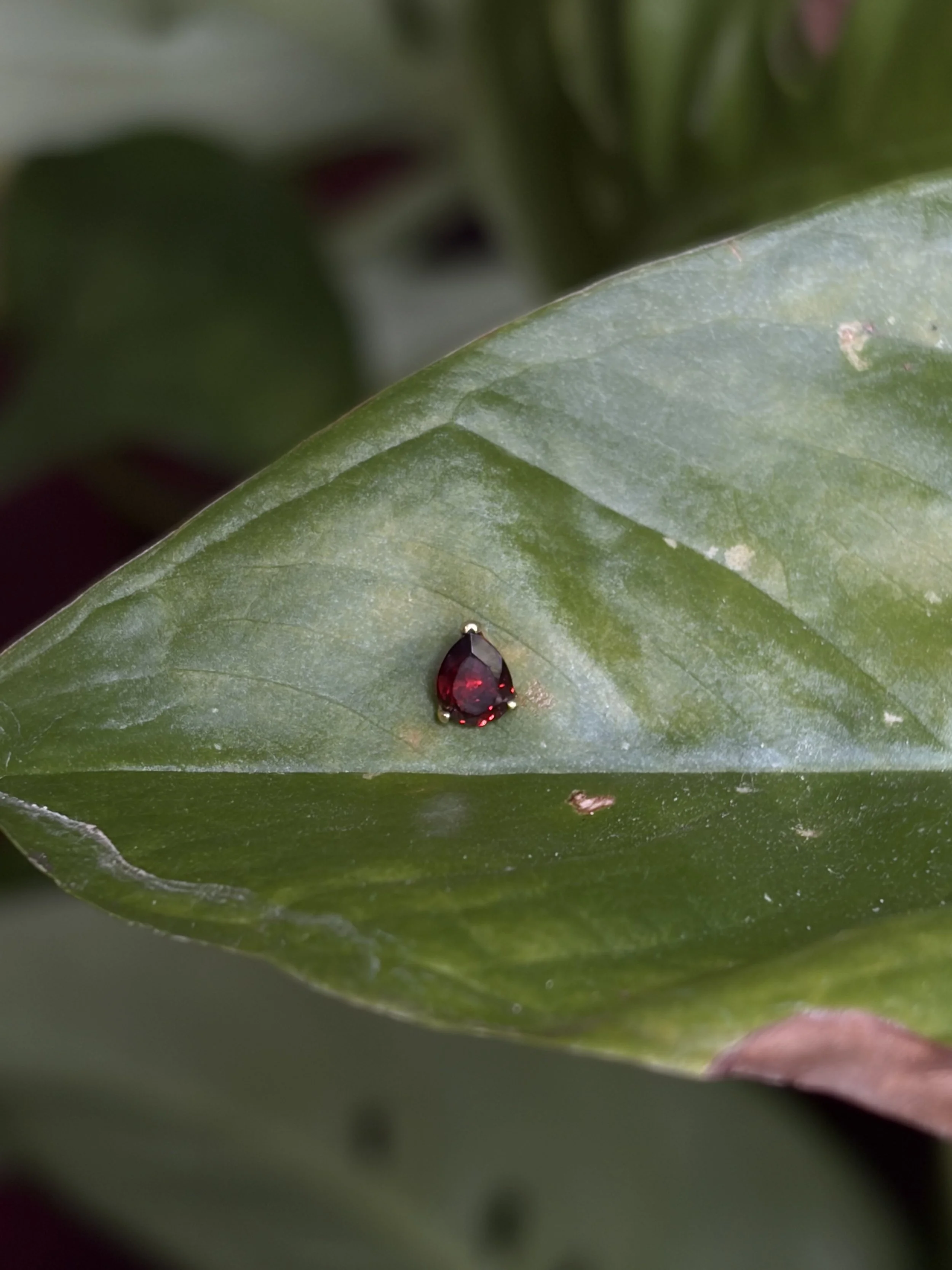 A close-up of a green leaf with a small, dark red gemstone resting on its surface.