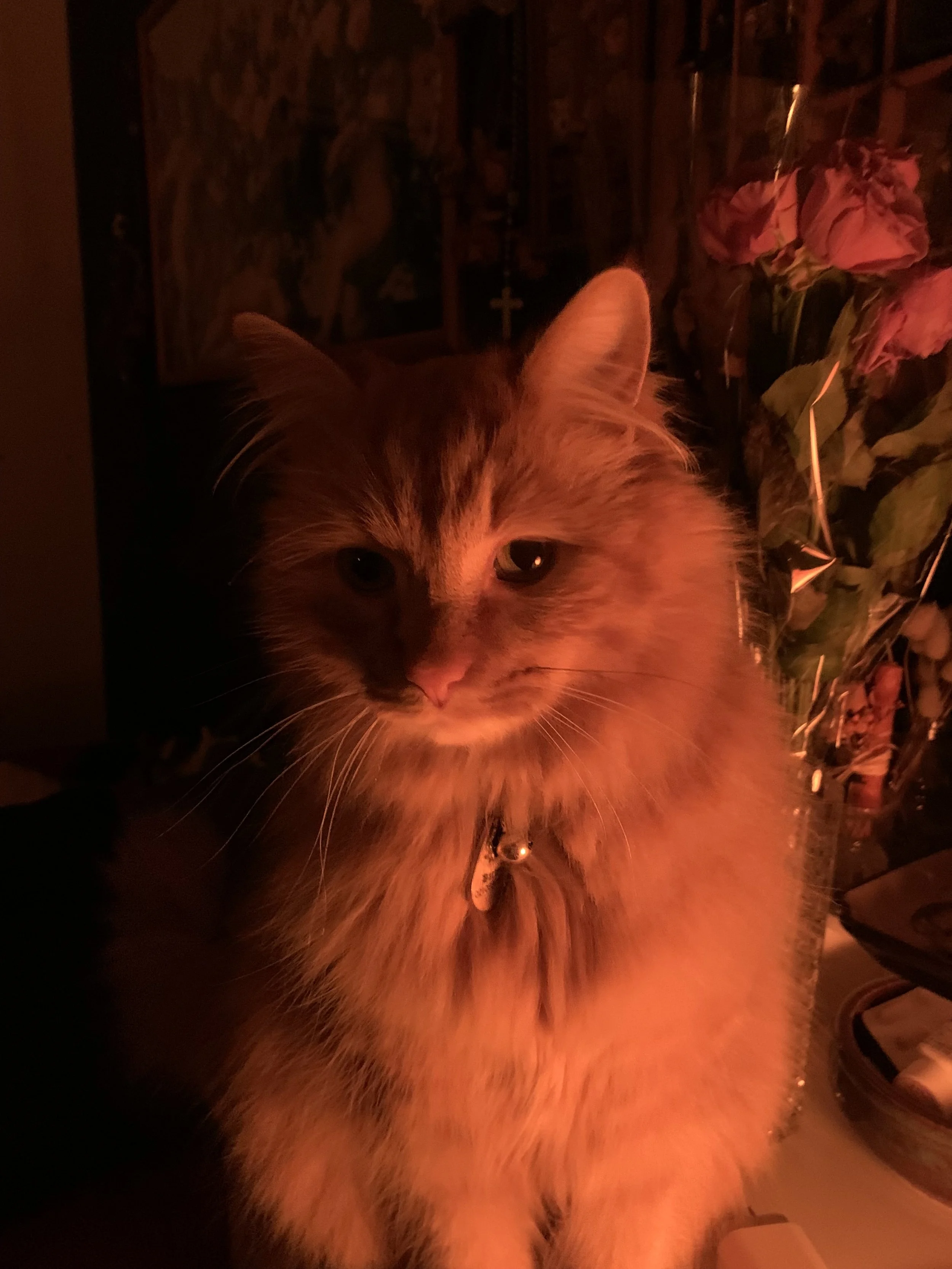A fluffy orange tabby cat with a collar and bell, illuminated by warm reddish lighting, sitting indoors near a bouquet of pink roses and a religious picture in the background.