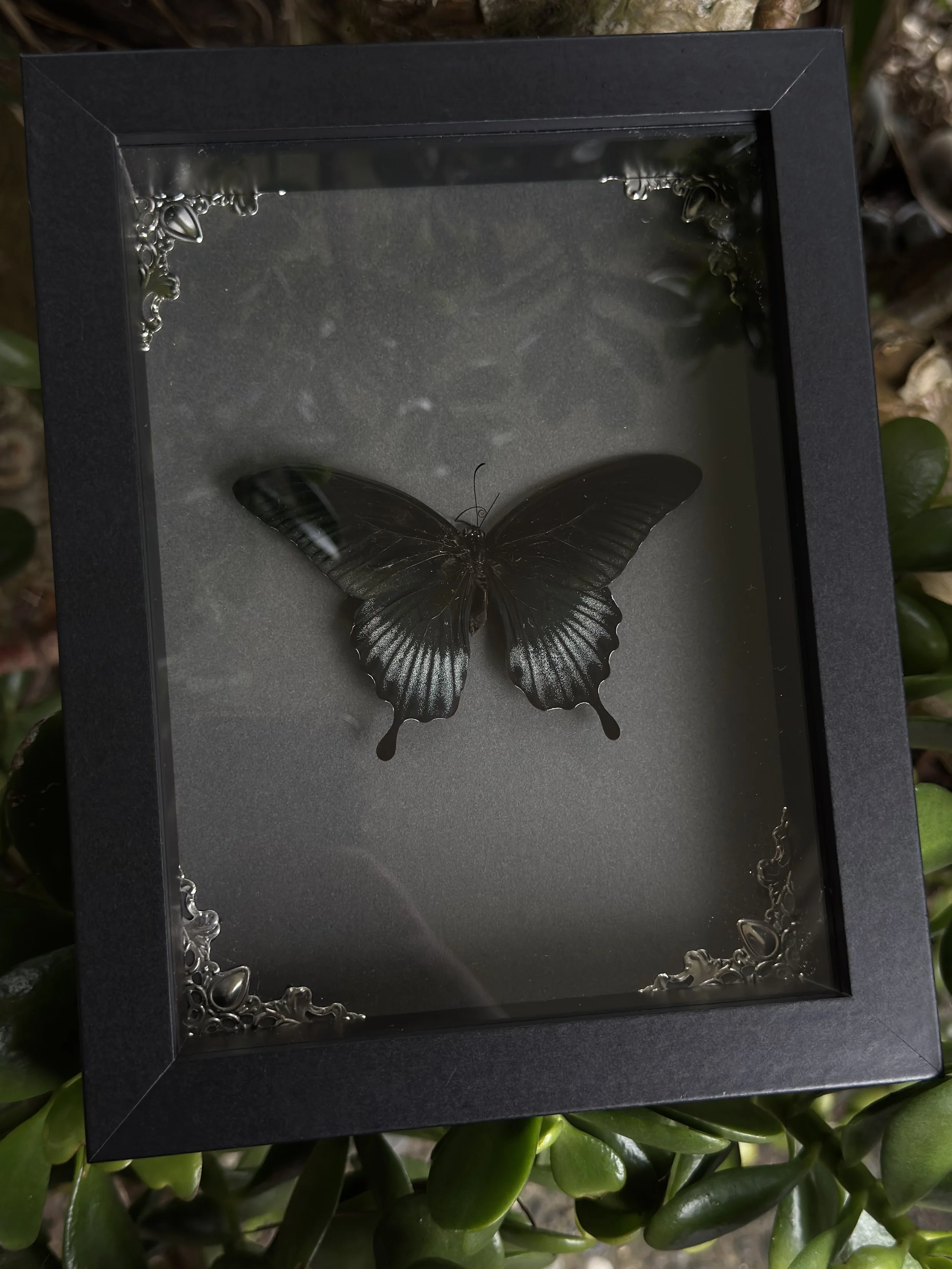 Male Great Mormon Swallowtail