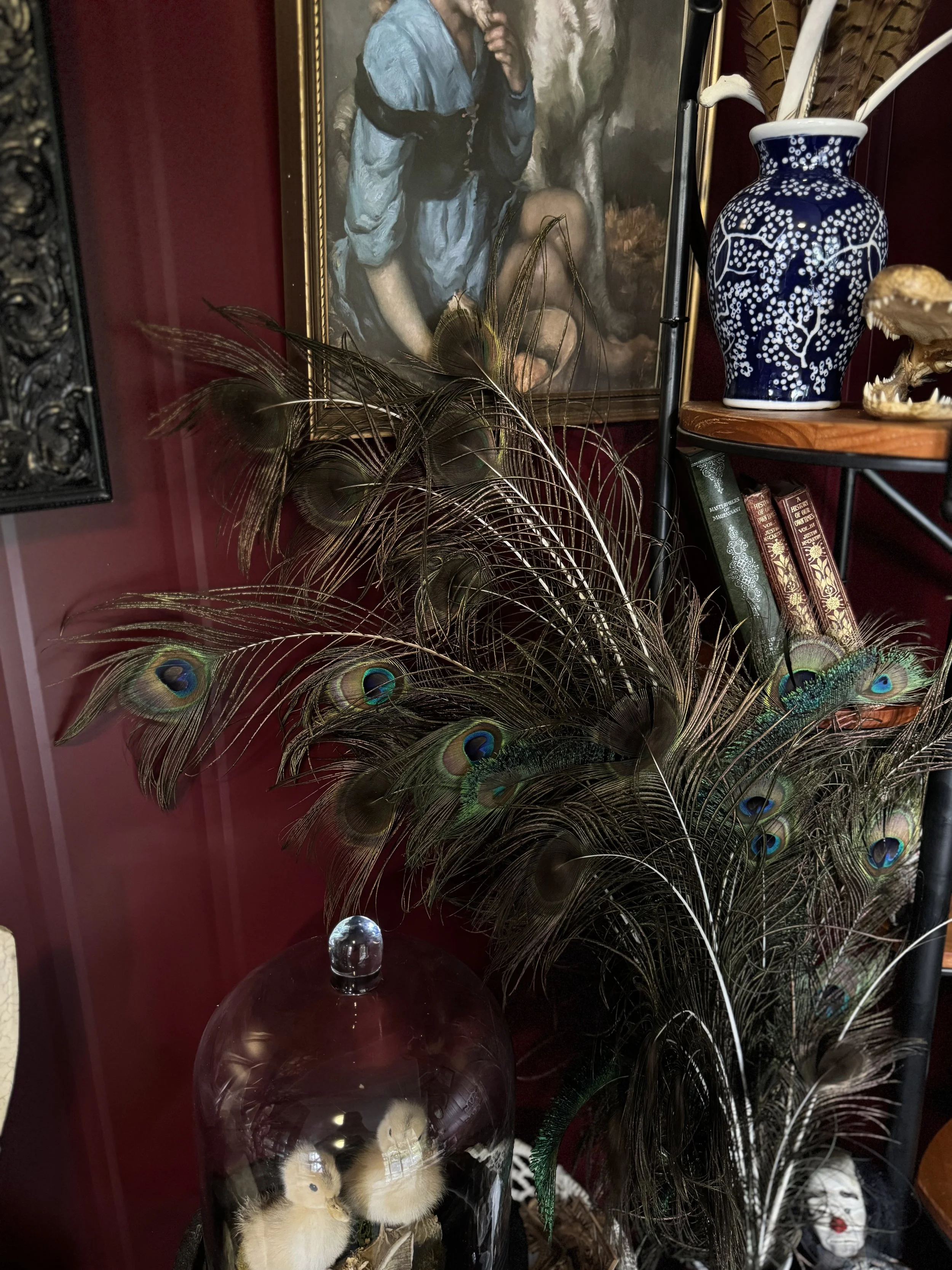 A collection of peacock feathers, a blue and white patterned vase with feathers and a skull, a framed painting of a woman in a blue dress, and stuffed chicks under a glass dome arranged on shelves and against a red wall.