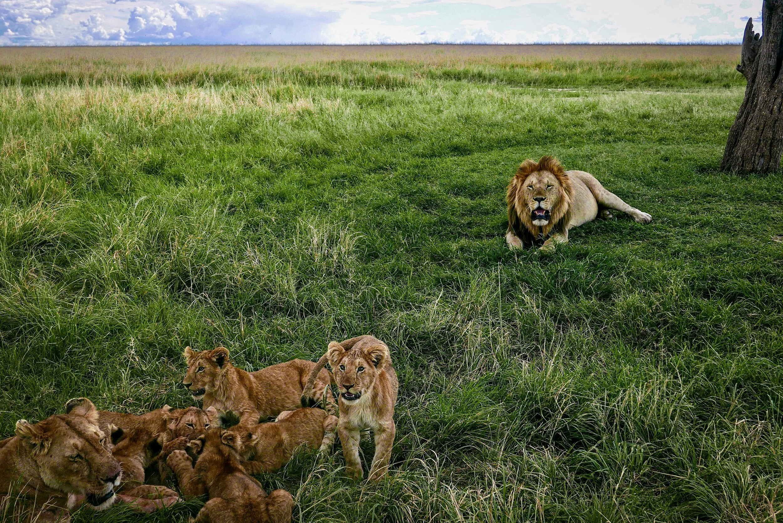 Med djuren som sällskap i Kenya