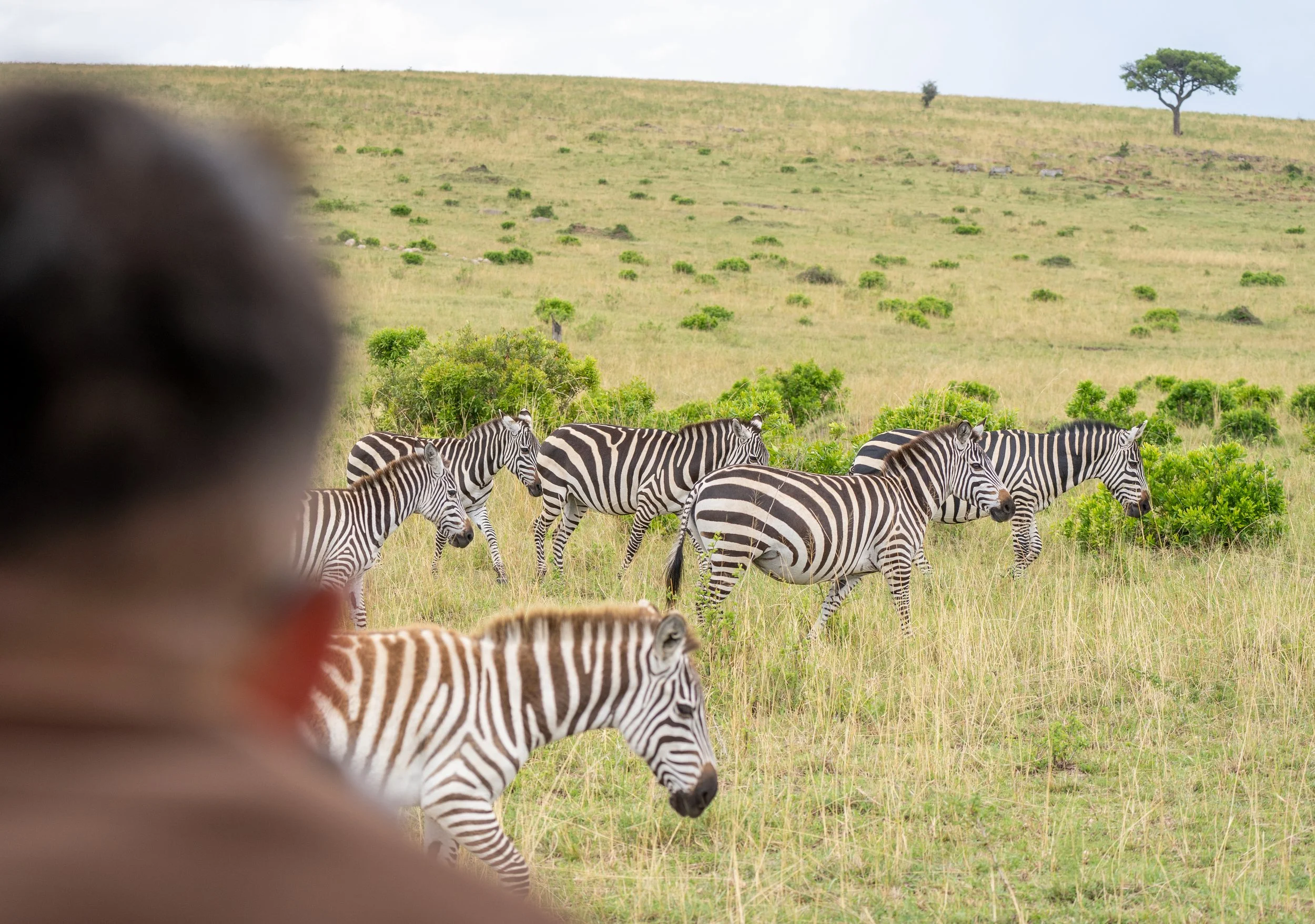 Instinct_of_the_Mara_2023_Game_Drive_Zebras.jpg