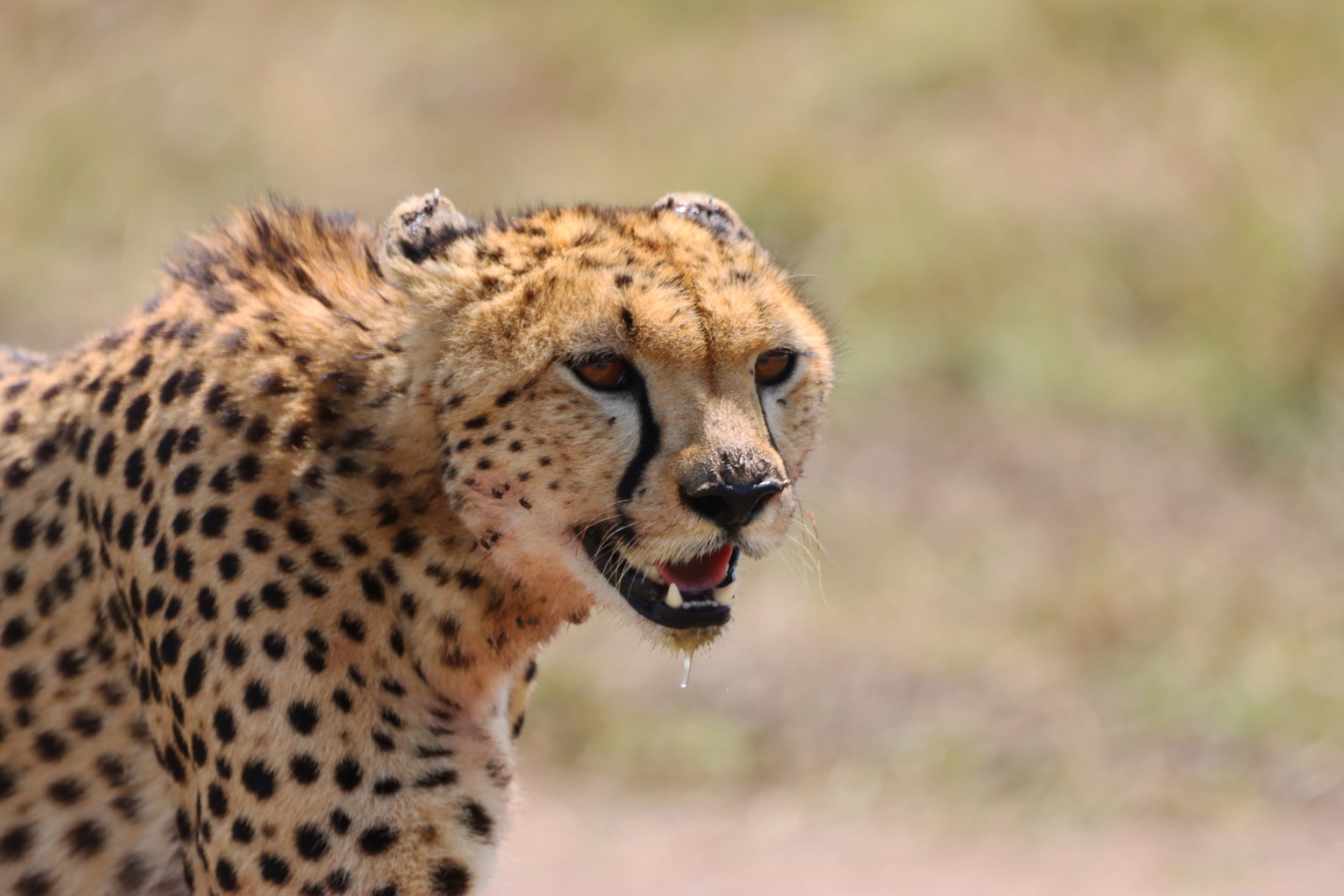 Instinct_of_the_Mara_Cheetah_17_Photo_Jaz_2024.JPG