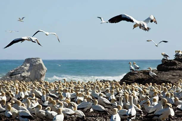 Seagulls flying and resting on a rocky shoreline by the ocean under a clear sky.