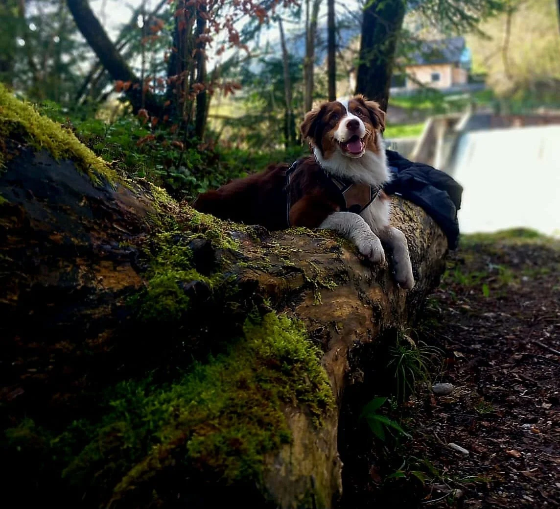 Ein glücklicher Hund liegt auf einem Baumstamm im Wald, umgeben von grünen Pflanzen und Moss, mit einem Wasserfall im Hintergrund.