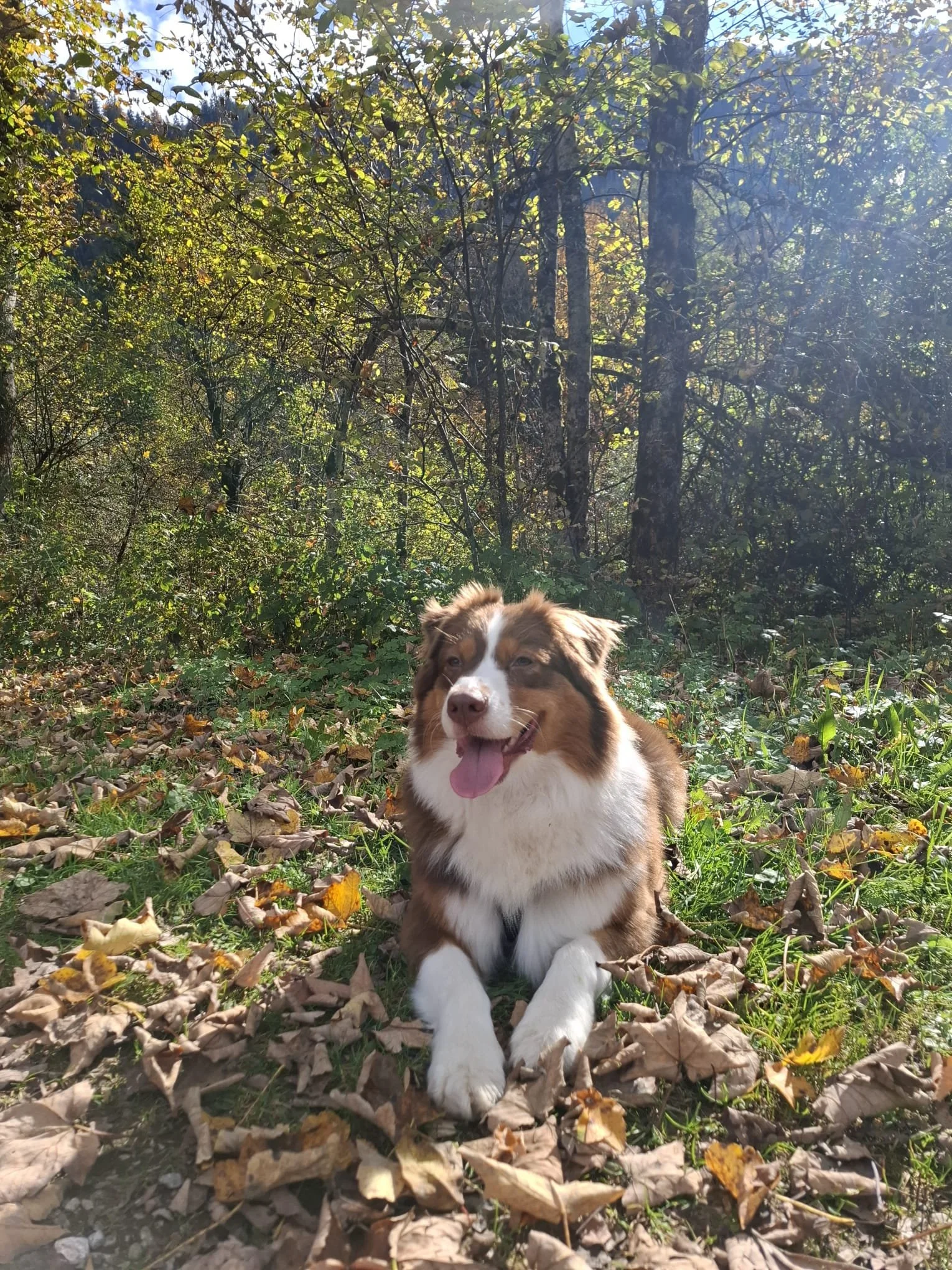 Junghund-Schnuppertraining