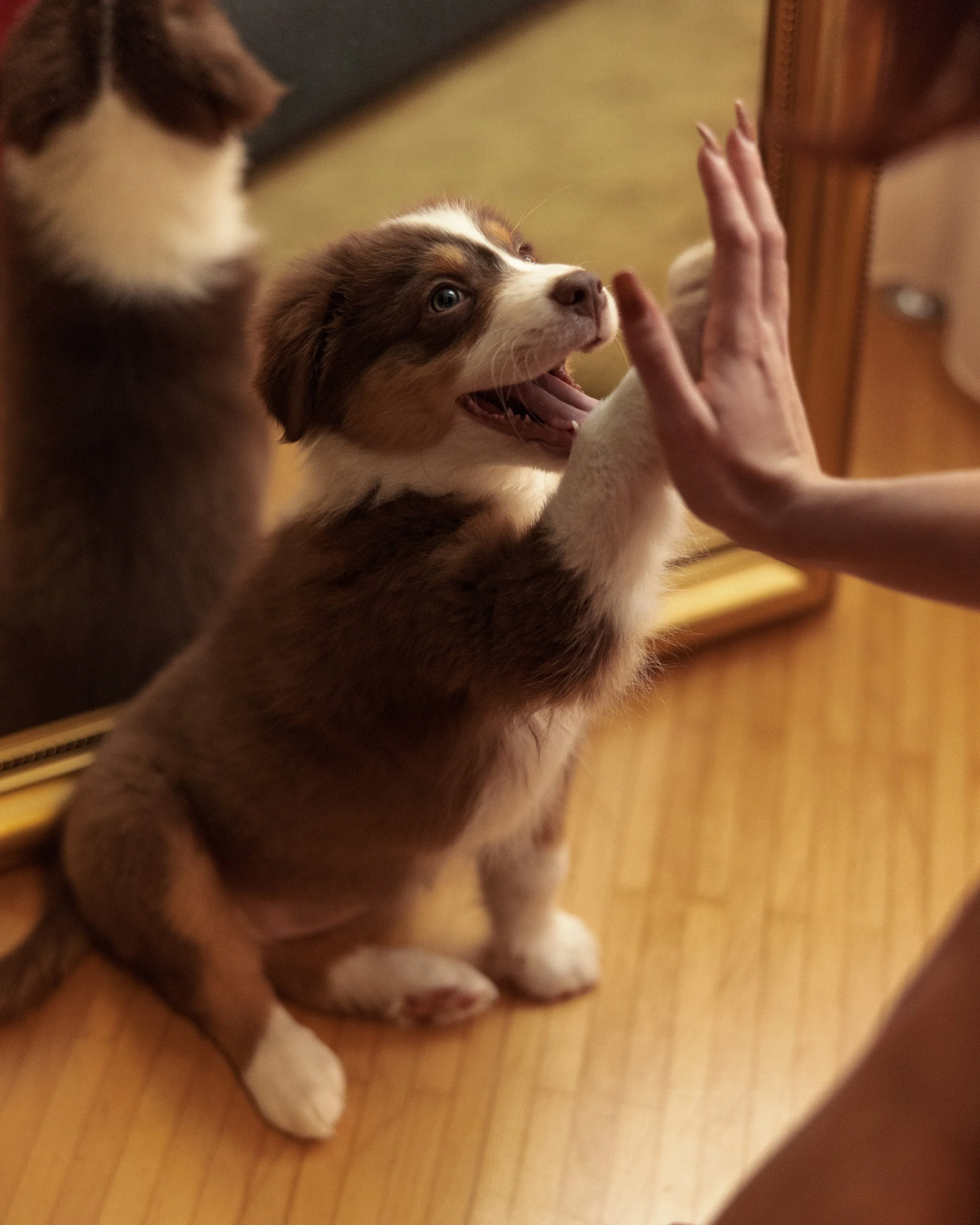 Welpenkurs Schnuppertraining