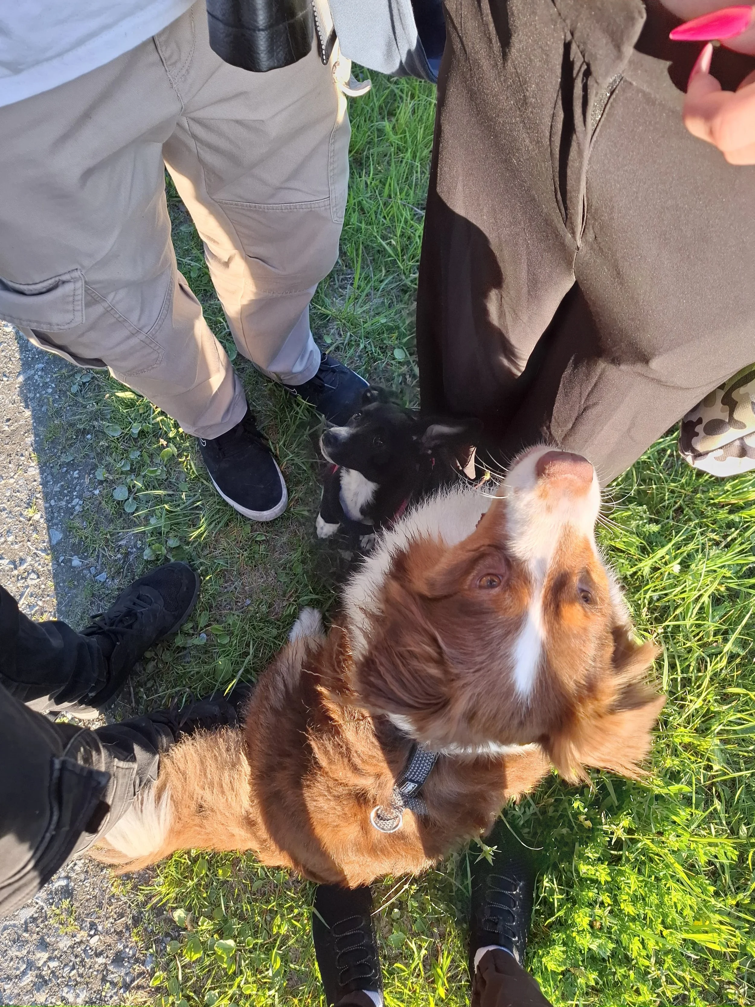 Sozial Walk mit Hund