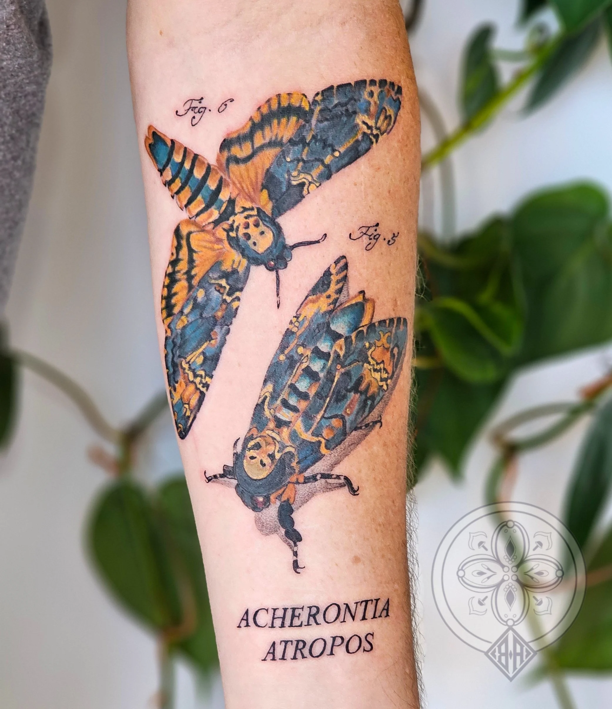 Botanical realism colour death moth tattoo. 