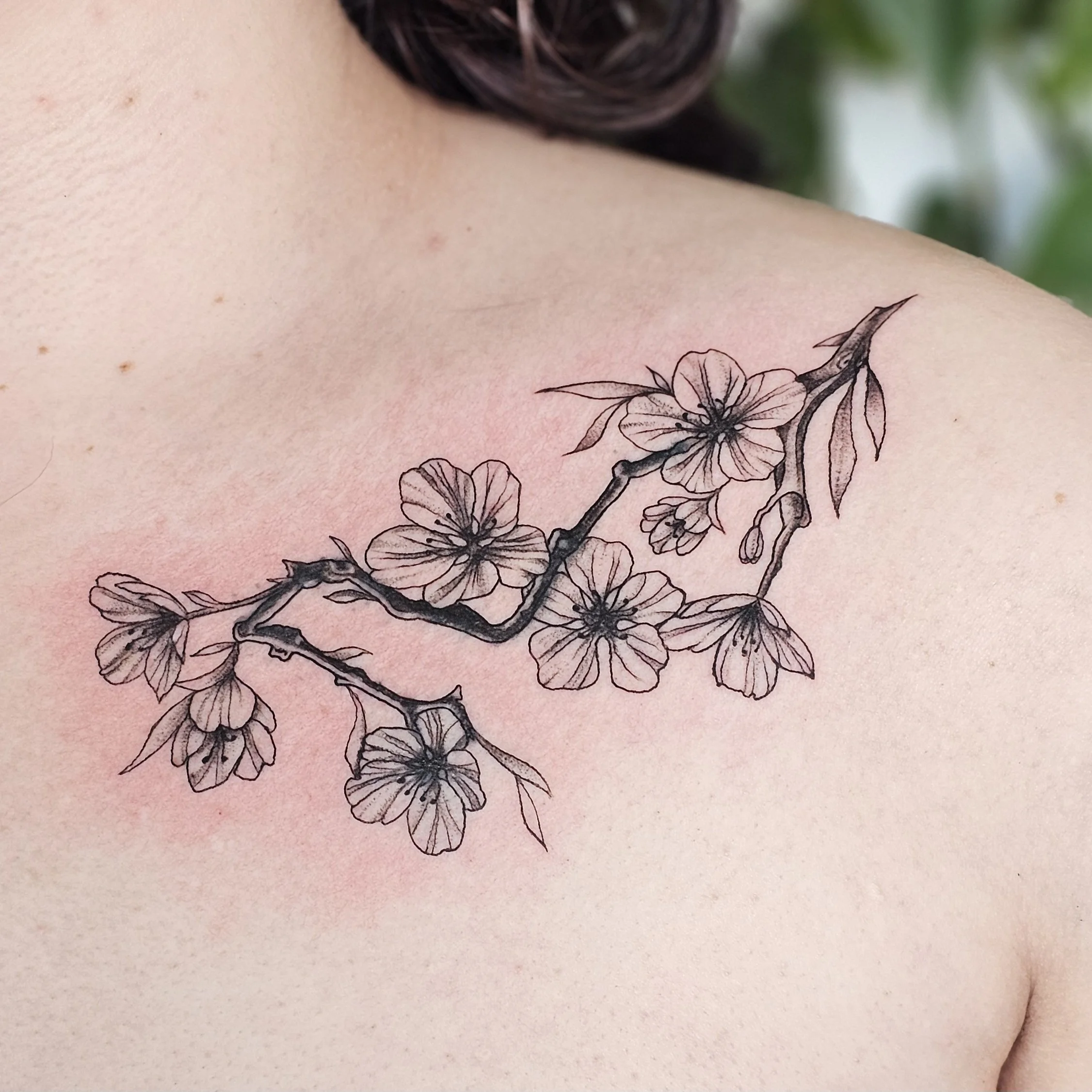 Cover up with fineline cherry blossom tattoo on collar bones 