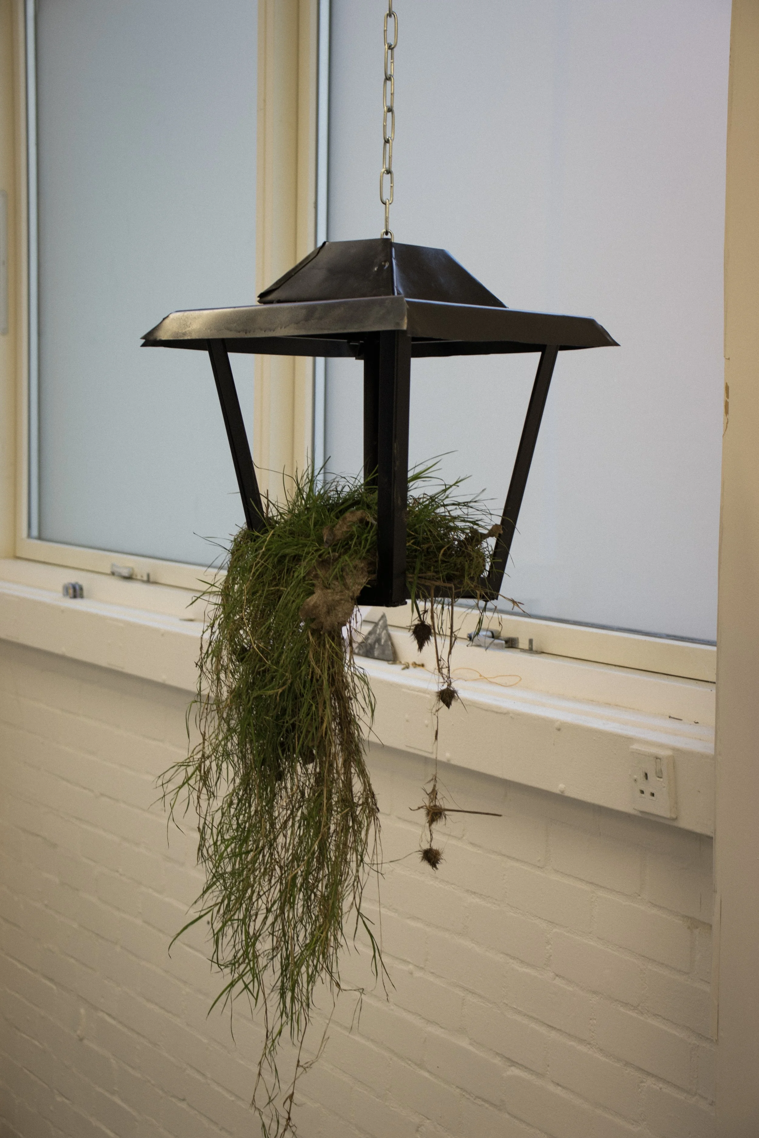 A hanging black metal lantern with dried plant and moss hanging from its bottom, positioned in front of a window with a white brick wall below.