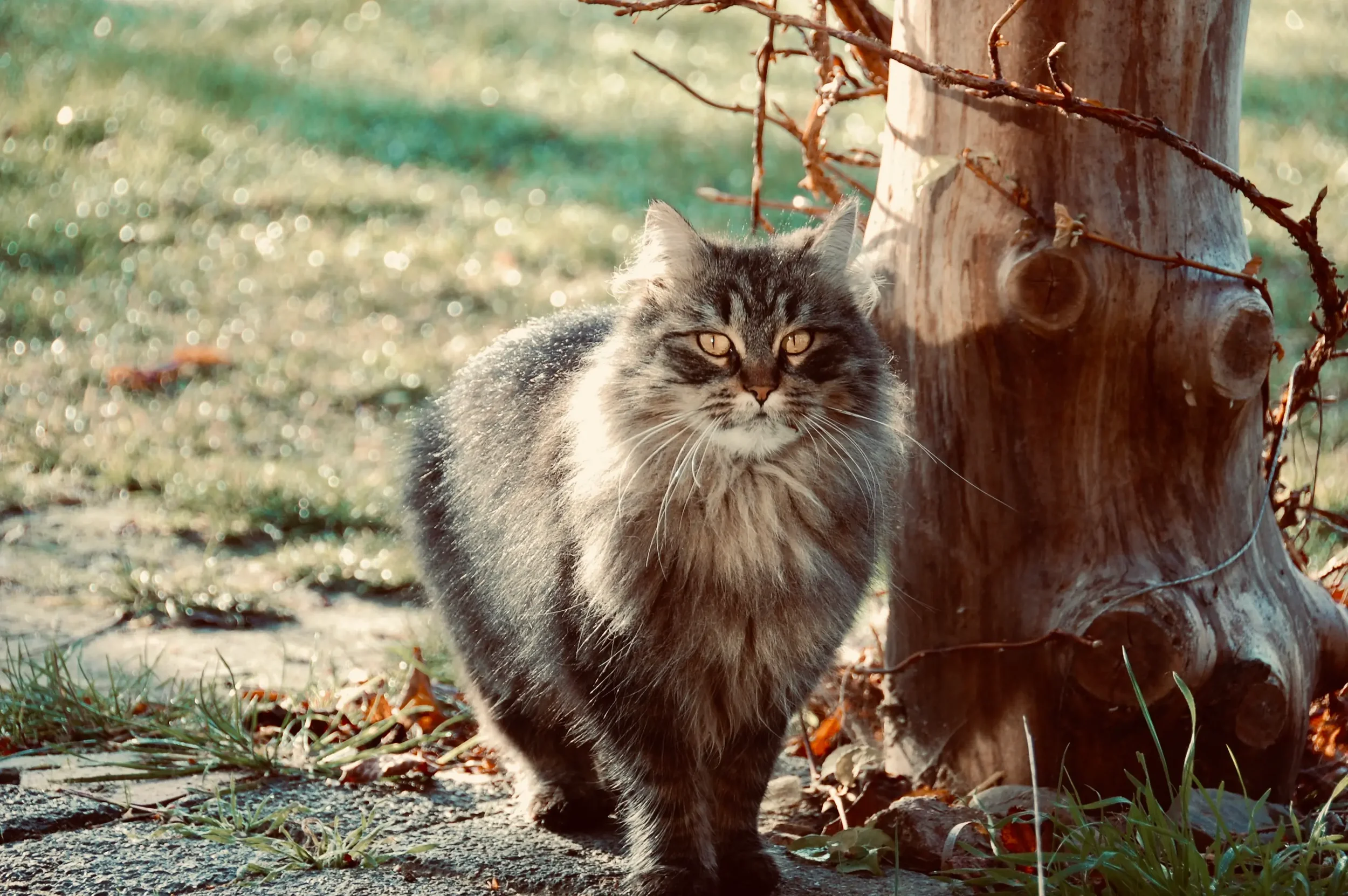 Katze von Tischlermeister Matthias Fuchs – die gute Seele der Holzwerkstatt in Schwerin-Warnitz