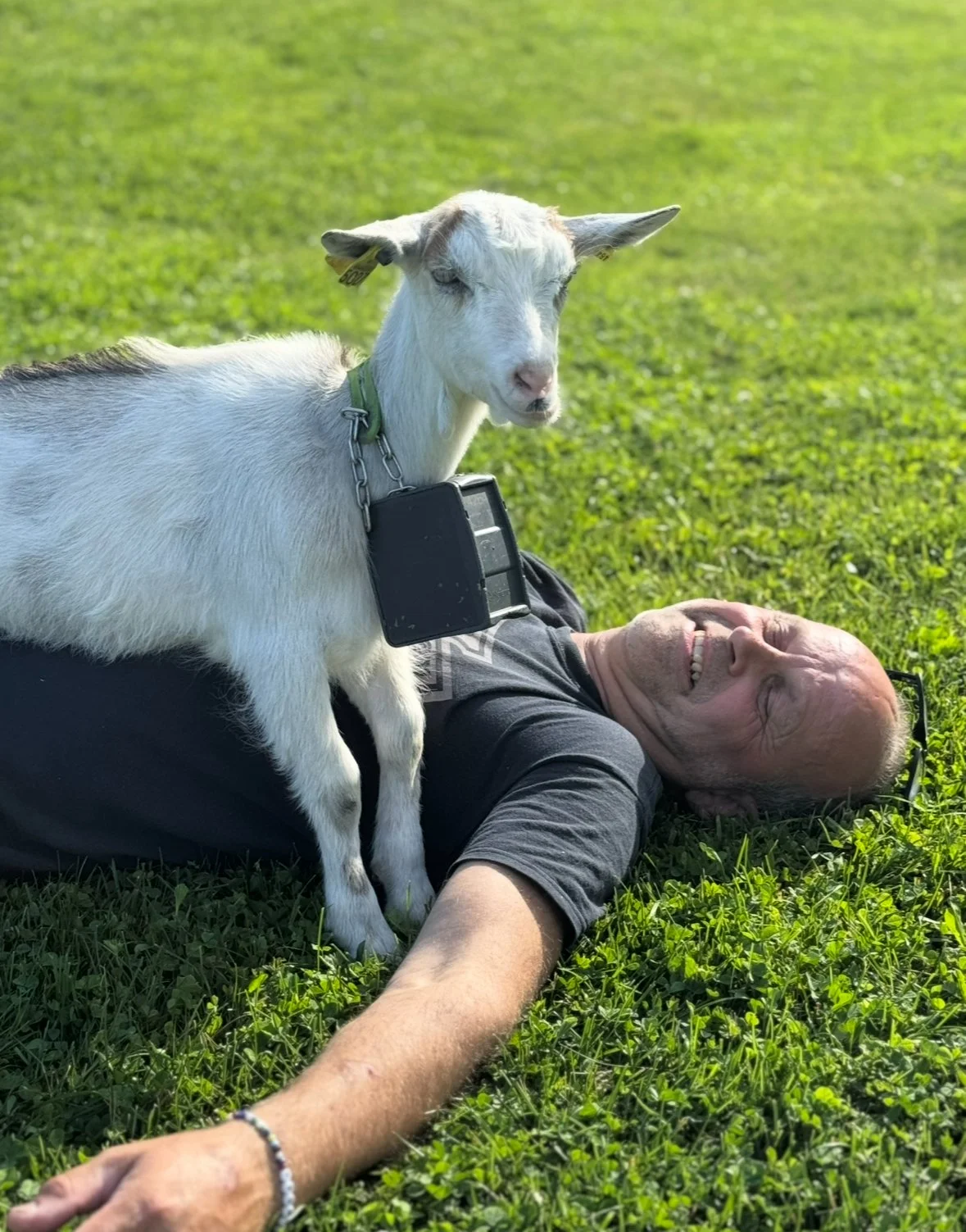 En mann med briller legger seg på gresset med en liten geit som står oppå ham, begge smiler og har det gøy.