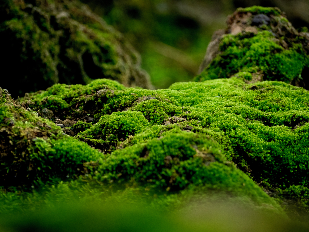 Natural Moss