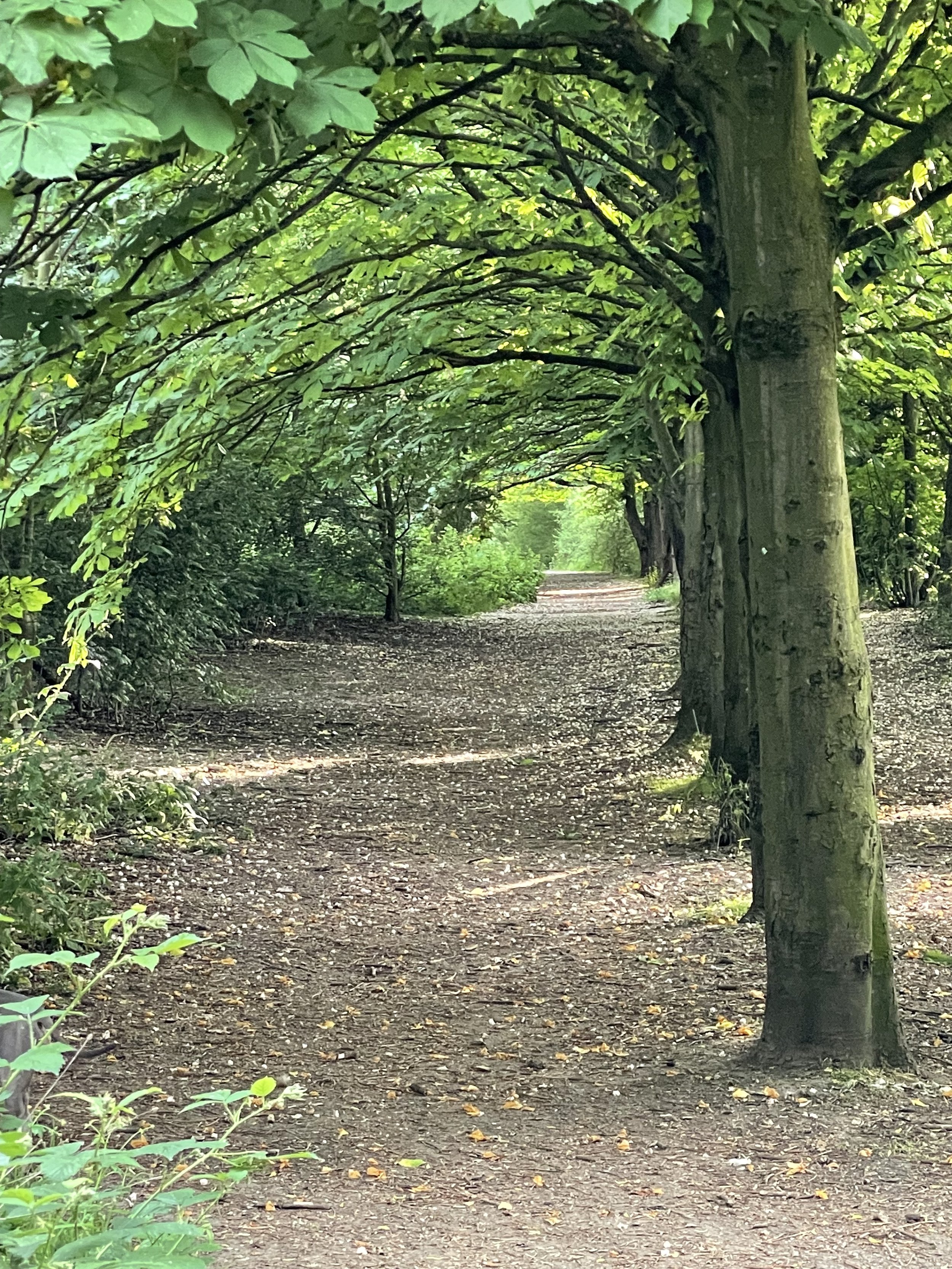 A path lined with trees on both sides, creating a natural arch overhead with lush green foliage.