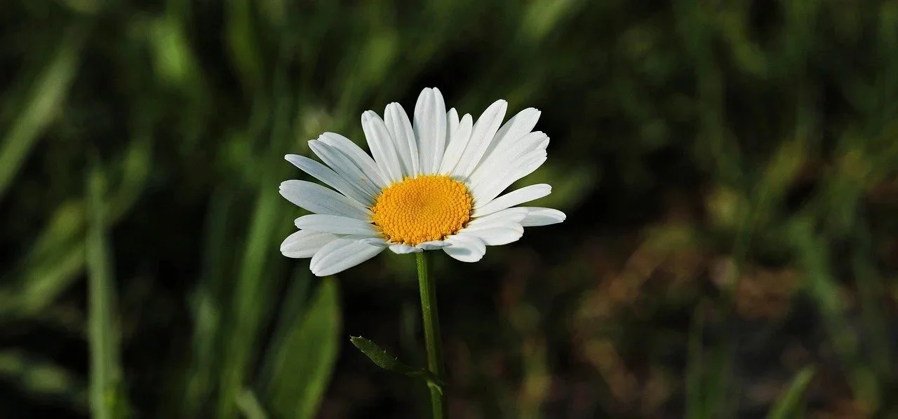 Single white daisy flower with yellow center in a grassy field.